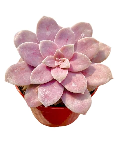 Live Succulent 4" Othonna Capensis Ruby Necklace, Succulents Plants Live, Succulent Plants Fully Rooted