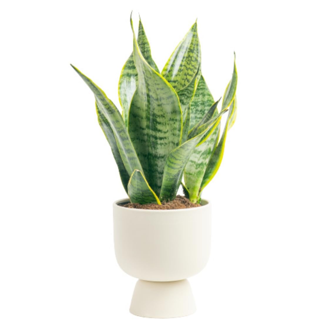 Costa Farms Premium Live Indoor Snake Sansevieria Floor Plant Shipped in Décor Planter, 2-Feet Tall, Grower's Choice, Green, Yellow
