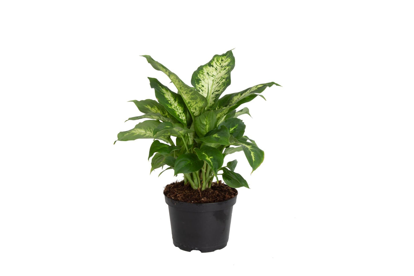 Costa Farms Dieffenbachia Live Plant Indoor, Easy Grow Light and Watering Houseplant, Potted in Indoors Garden Decor Plant Pot, Soil, Grower's Choice, Home and Office Plants Decor, 1 Foot Tall