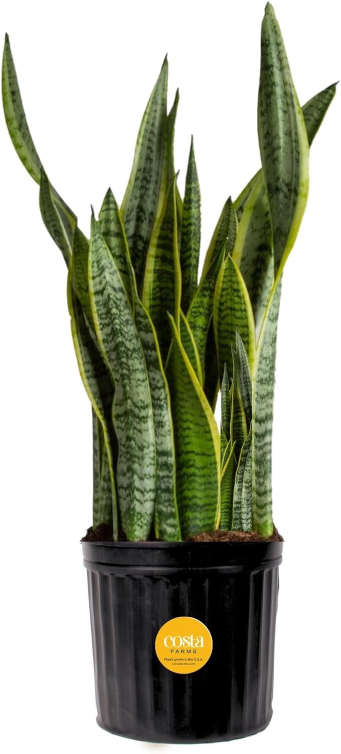 Costa Farms Premium Live Indoor Snake Sansevieria Floor Plant Shipped in Décor Planter, 2-Feet Tall, Grower's Choice, Green, Yellow