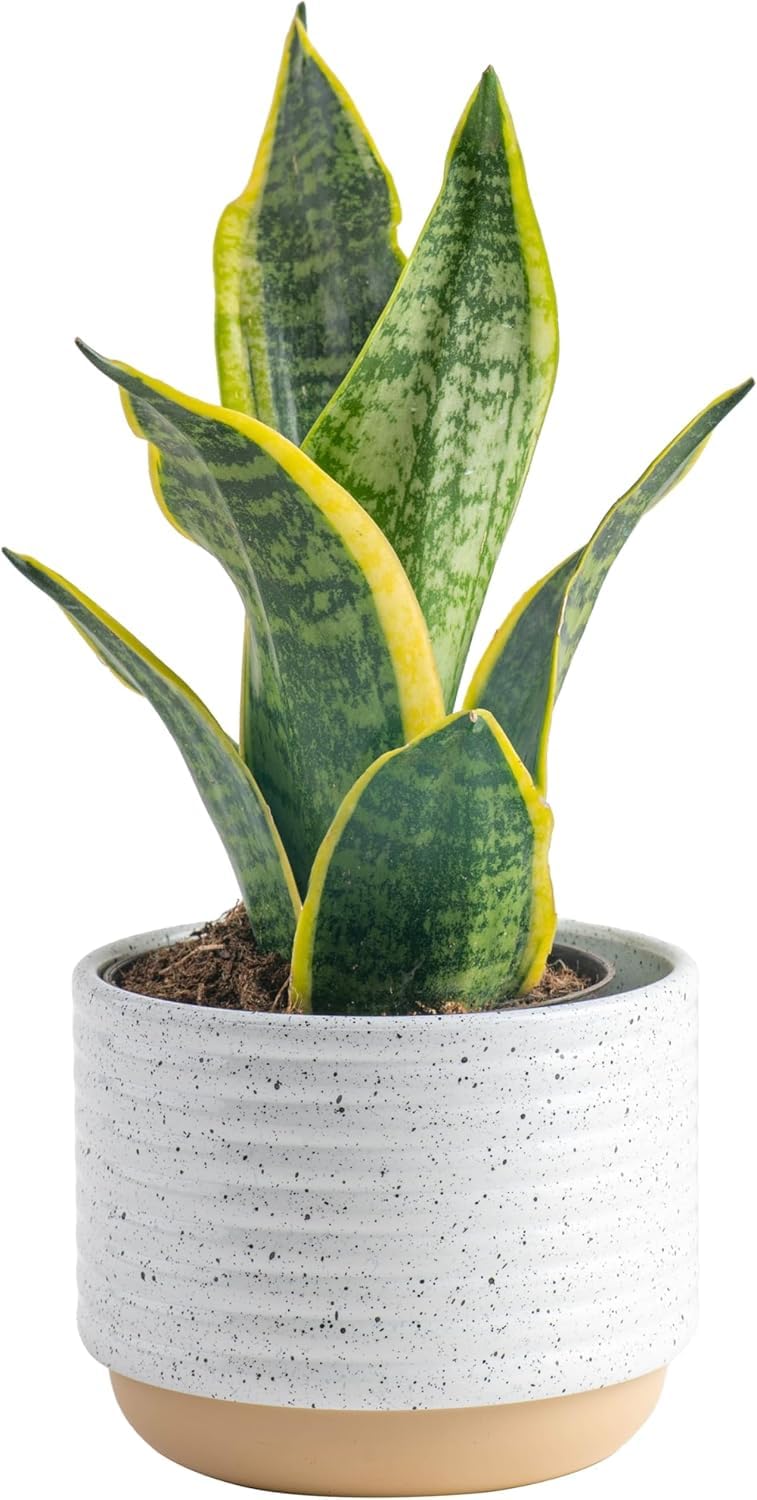 Costa Farms Premium Live Indoor Snake Sansevieria Floor Plant Shipped in Décor Planter, 2-Feet Tall, Grower's Choice, Green, Yellow