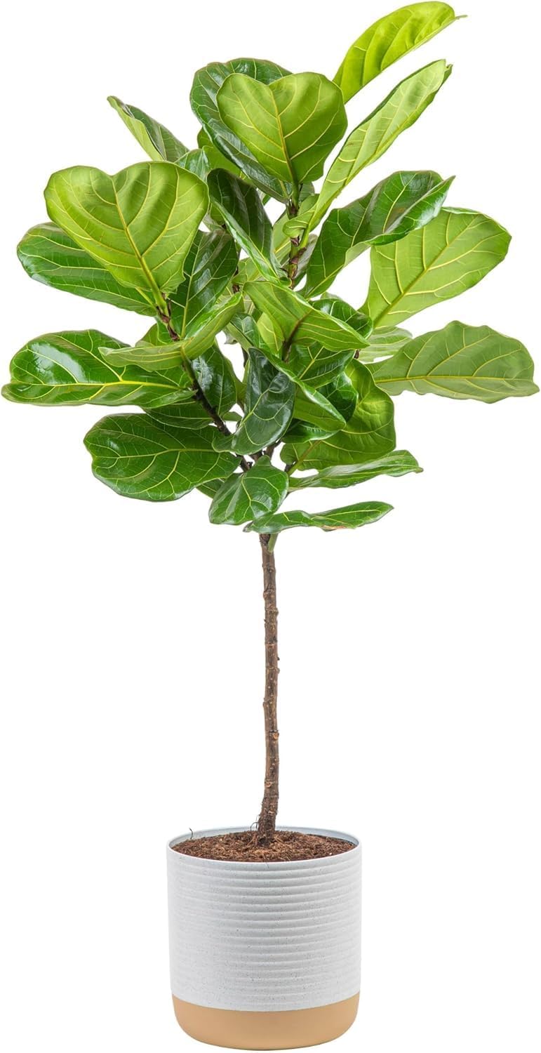 Costa Farms Fiddle Leaf Fig Tree, Ficus Lyrata Live Indoor Plant Potted in Indoor Garden Plant Pot, Potting Soil, Floor Houseplant 3-4 Feet Tall