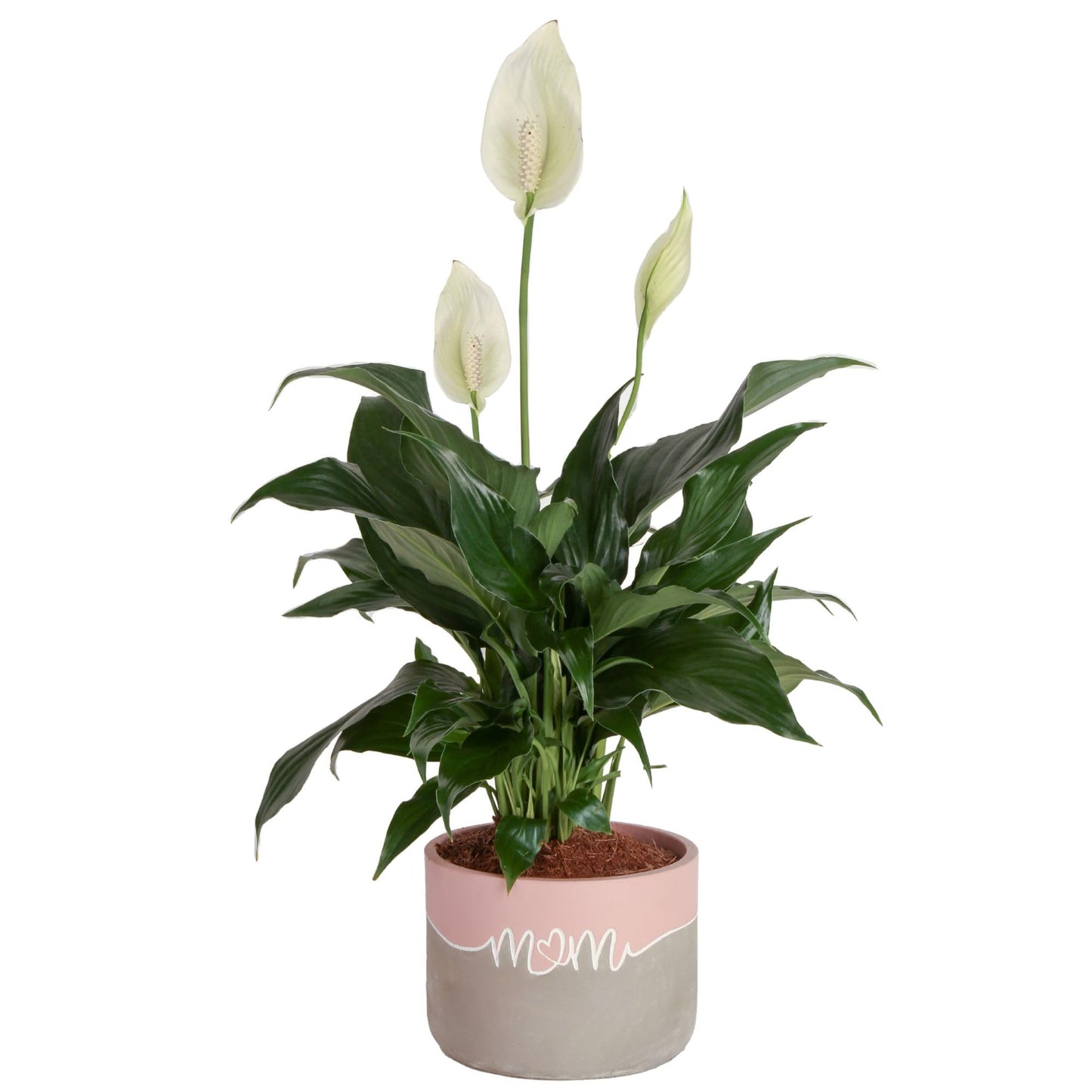 Costa Farms Premium Live Indoor Peace Lily Spathiphyllum, Marble Ceramic Decorator Pot 15-Inches Tall, Shipped Fresh from Our Farm