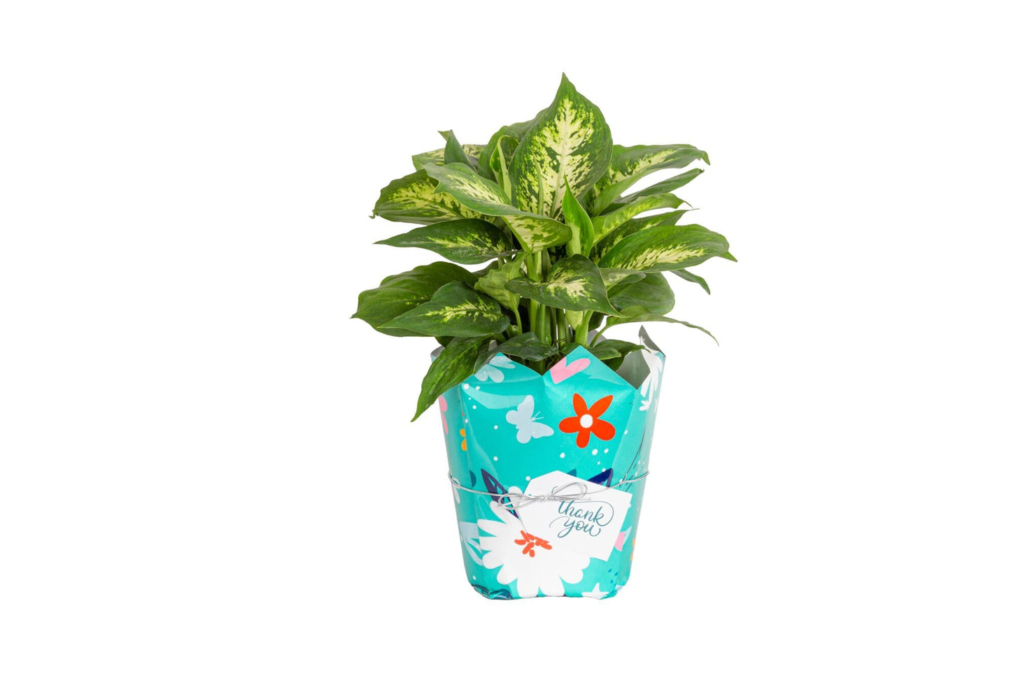 Costa Farms Dieffenbachia Live Plant Indoor, Easy Grow Light and Watering Houseplant, Potted in Indoors Garden Decor Plant Pot, Soil, Grower's Choice, Home and Office Plants Decor, 1 Foot Tall