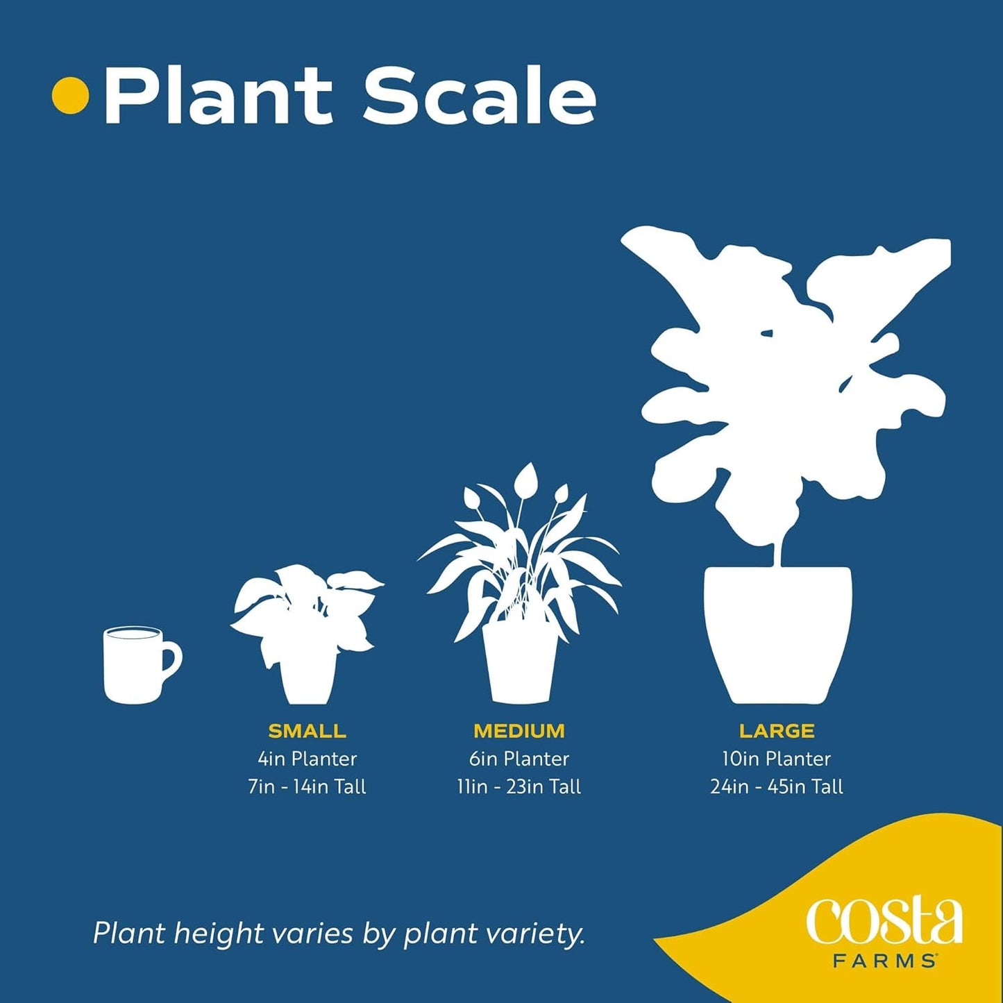 Costa Farms Fiddle Leaf Fig Tree, Ficus Lyrata Live Indoor Plant Potted in Indoor Garden Plant Pot, Potting Soil, Floor Houseplant 3-4 Feet Tall