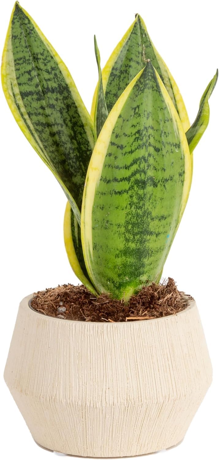 Costa Farms Premium Live Indoor Snake Sansevieria Floor Plant Shipped in Décor Planter, 2-Feet Tall, Grower's Choice, Green, Yellow