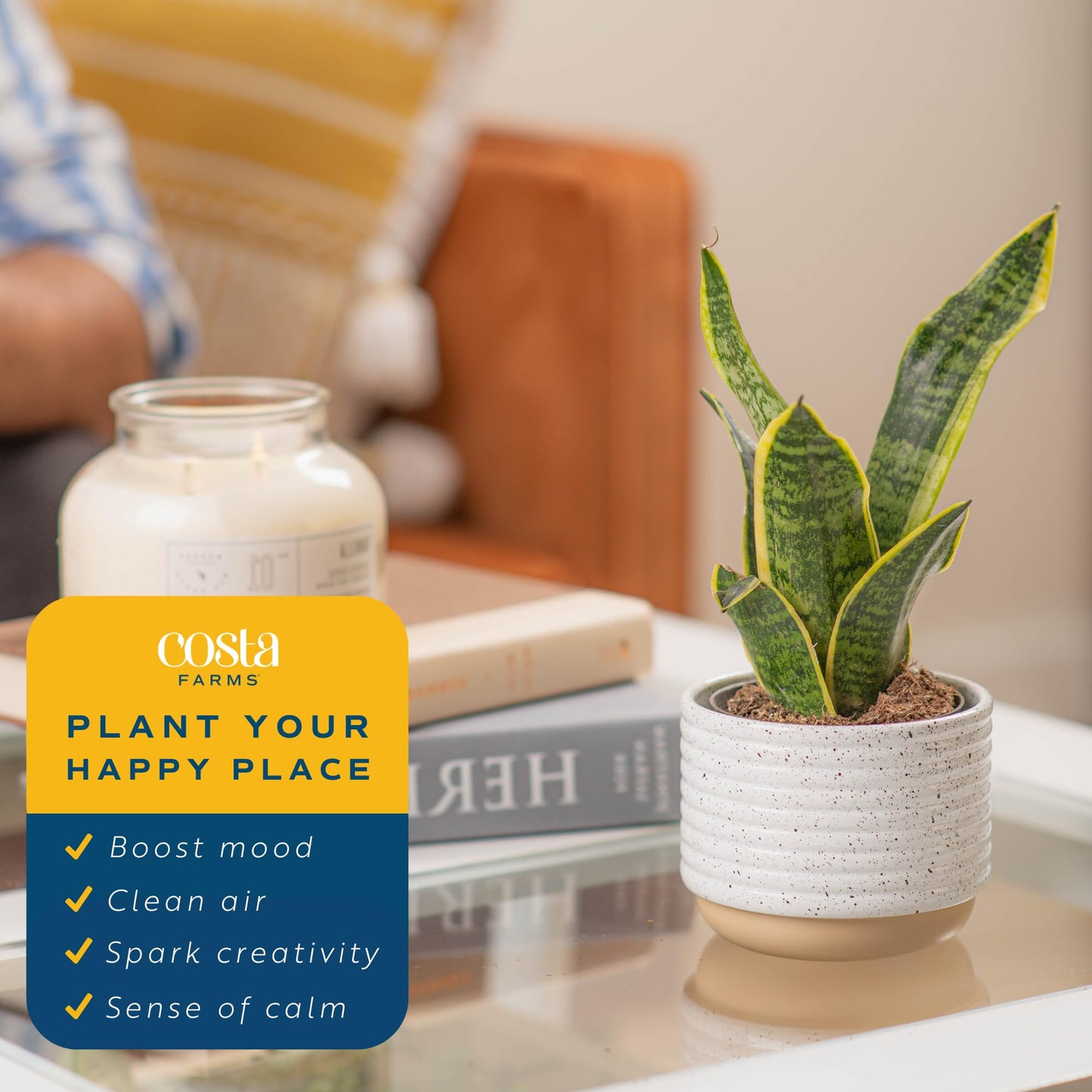 Costa Farms Premium Live Indoor Snake Sansevieria Floor Plant Shipped in Décor Planter, 2-Feet Tall, Grower's Choice, Green, Yellow