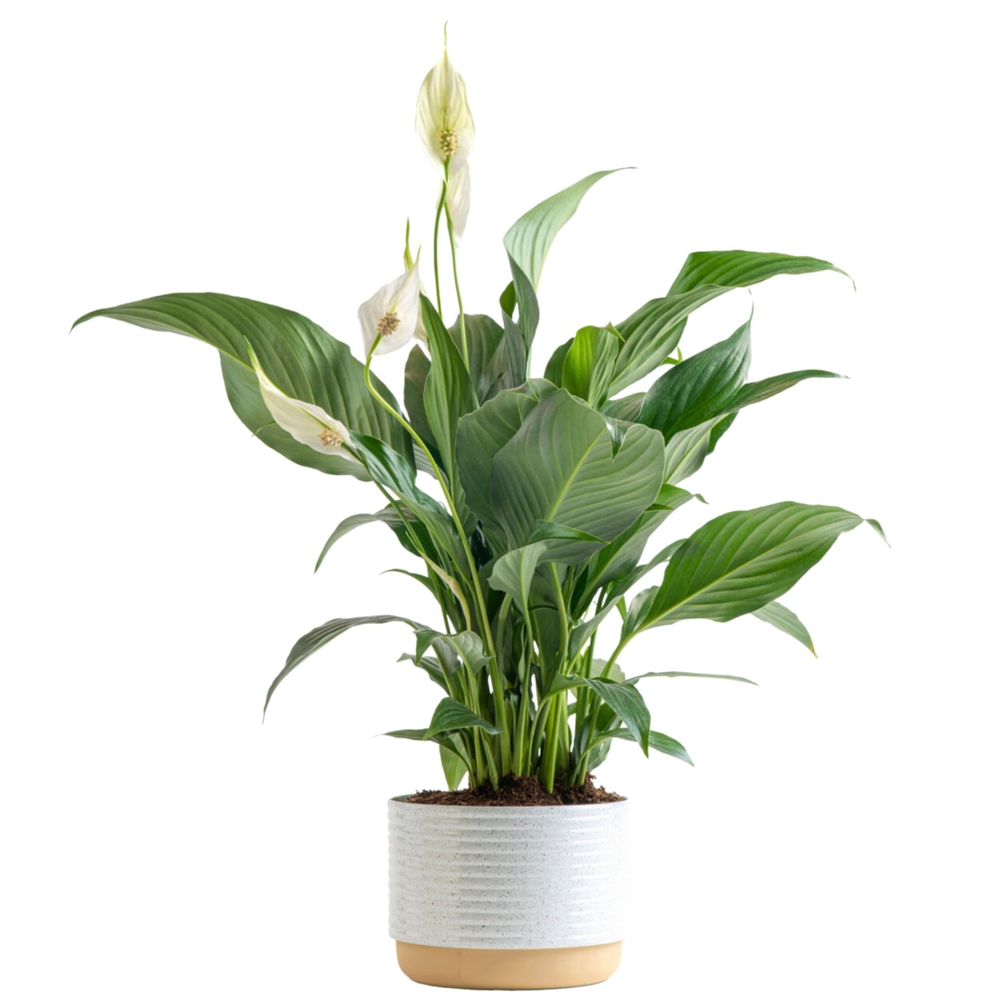 Costa Farms Premium Live Indoor Peace Lily Spathiphyllum, Marble Ceramic Decorator Pot 15-Inches Tall, Shipped Fresh from Our Farm