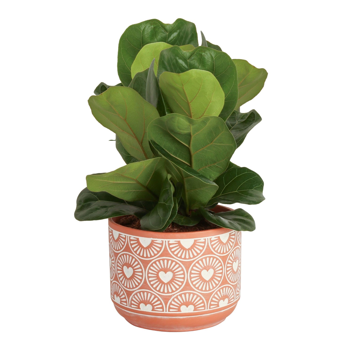 Costa Farms Little Fiddle Leaf Fig, Live Indoor Ficus Lyrata Plant in Indoors Garden Plant Pot, Houseplant in Potting Soil, Housewarming, Birthday Gift, Office, Home, and Room Decor, 1 Foot Tall