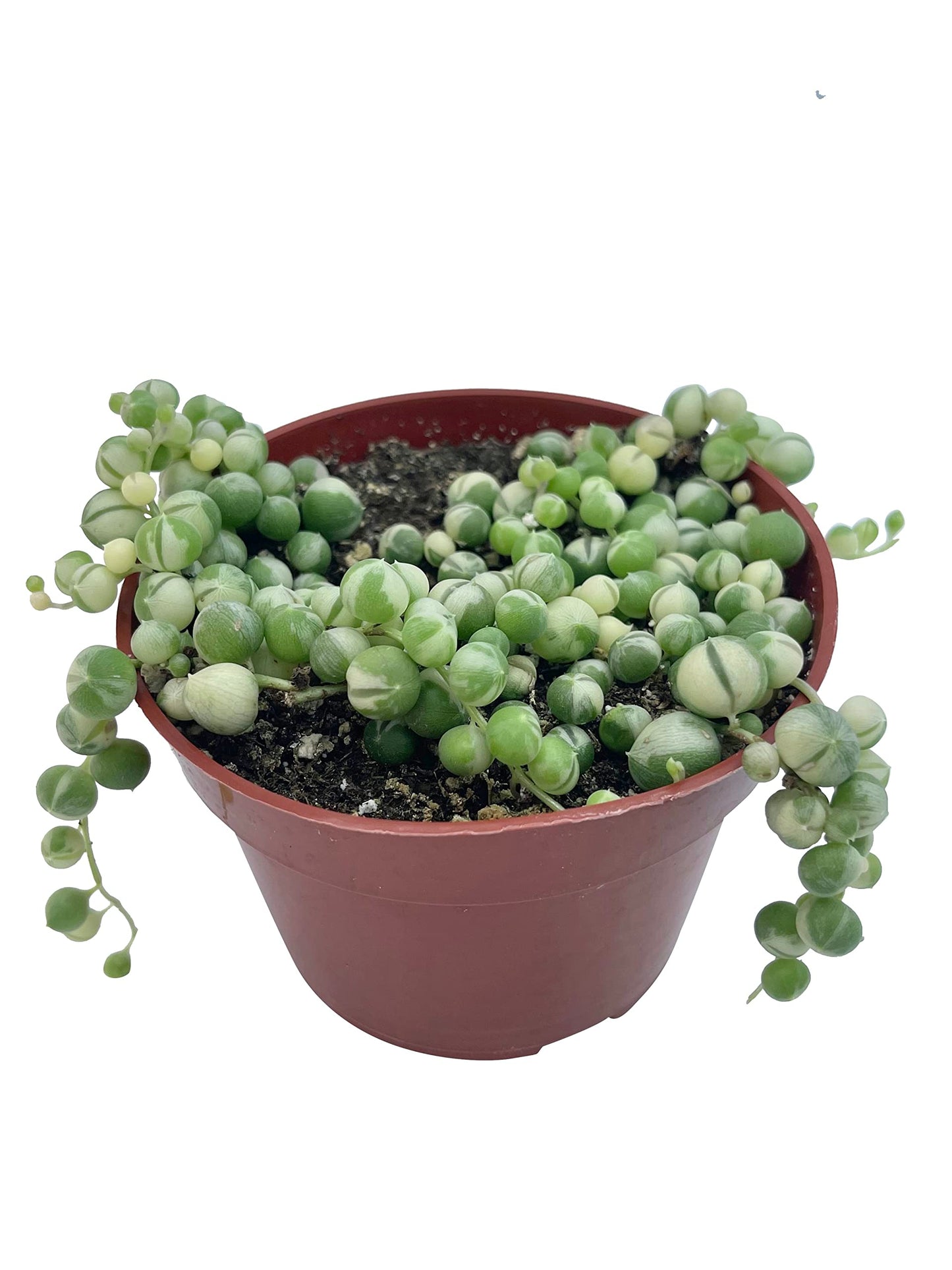 Live Succulent 4" Othonna Capensis Ruby Necklace, Succulents Plants Live, Succulent Plants Fully Rooted