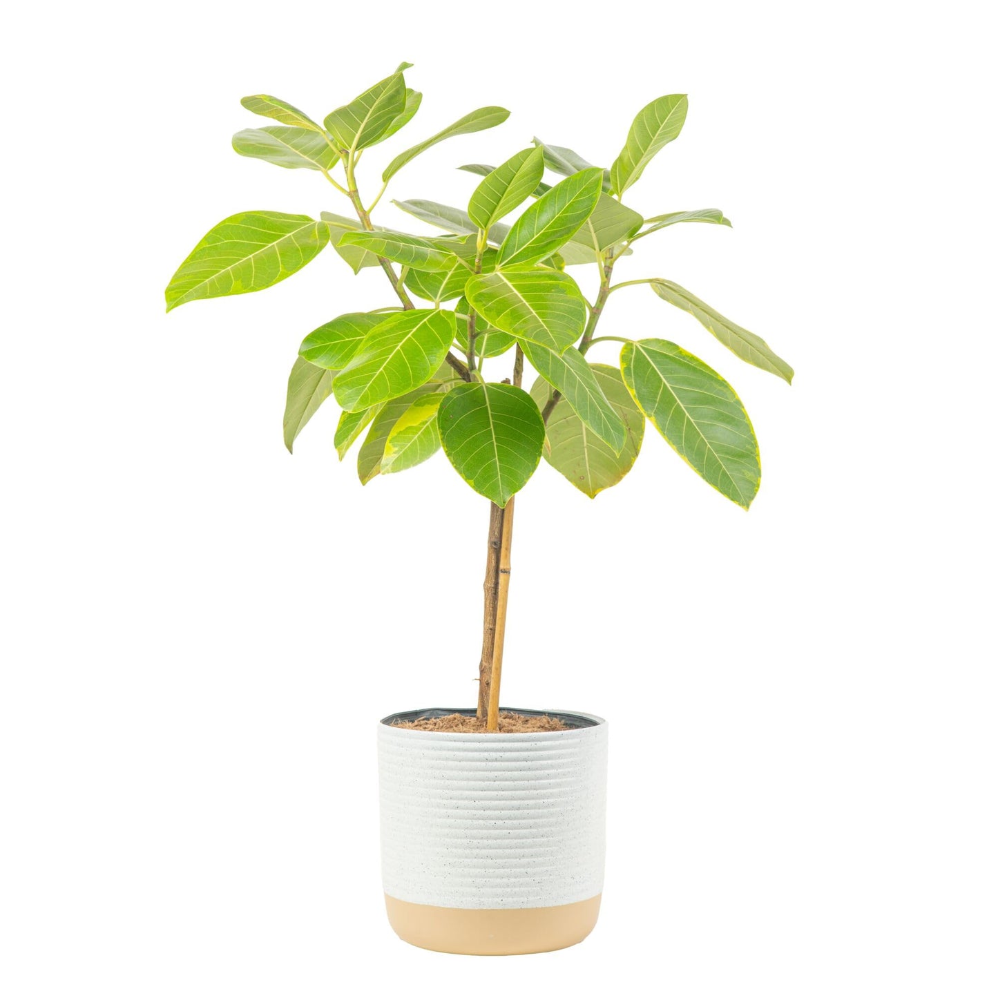 Costa Farms Little Fiddle Leaf Fig, Live Indoor Ficus Lyrata Plant in Indoors Garden Plant Pot, Houseplant in Potting Soil, Housewarming, Birthday Gift, Office, Home, and Room Decor, 1 Foot Tall