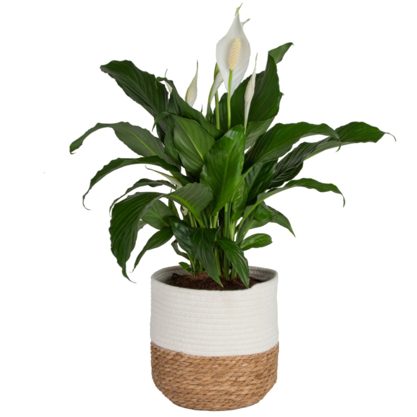 Costa Farms Premium Live Indoor Peace Lily Spathiphyllum, Marble Ceramic Decorator Pot 15-Inches Tall, Shipped Fresh from Our Farm