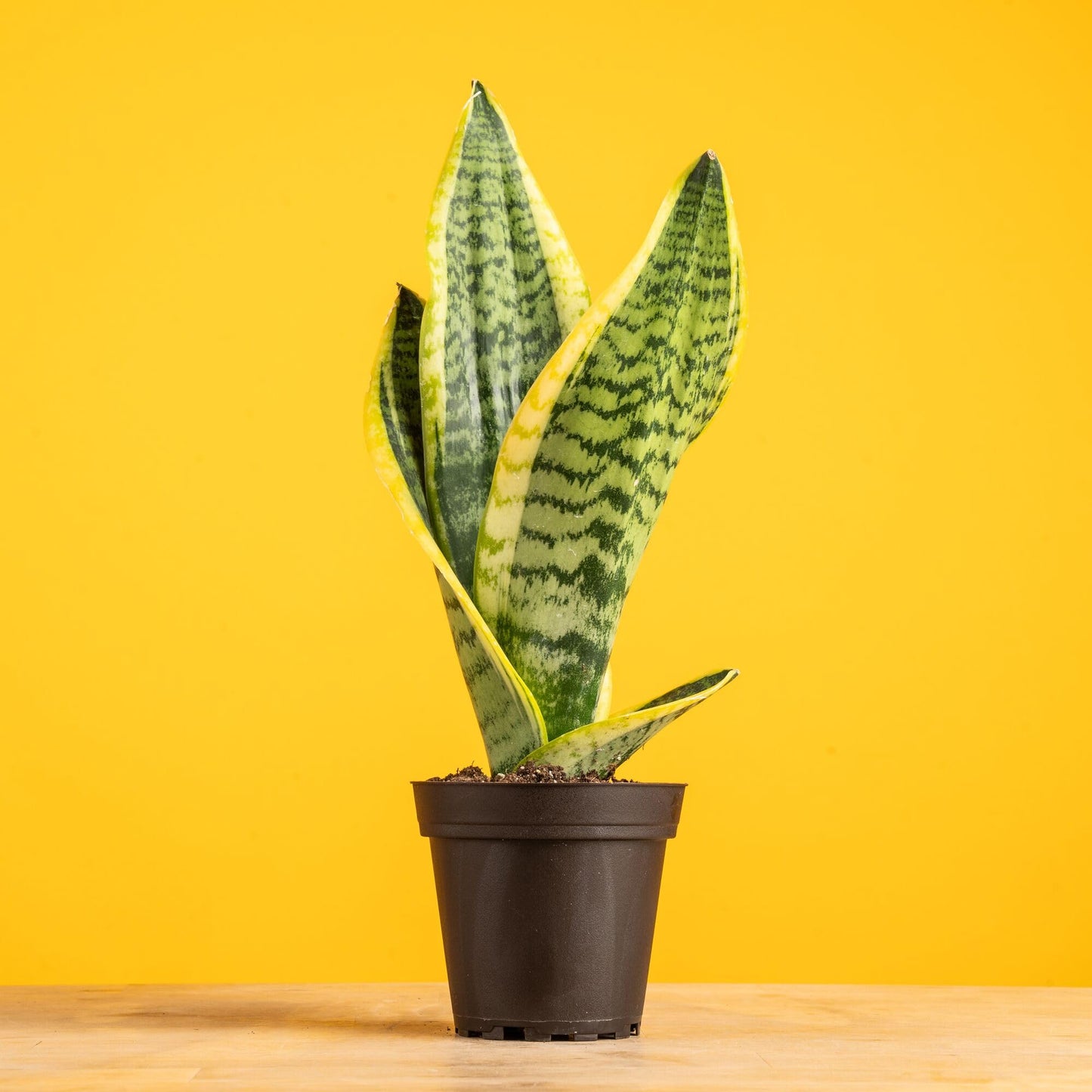 Costa Farms Premium Live Indoor Snake Sansevieria Floor Plant Shipped in Décor Planter, 2-Feet Tall, Grower's Choice, Green, Yellow