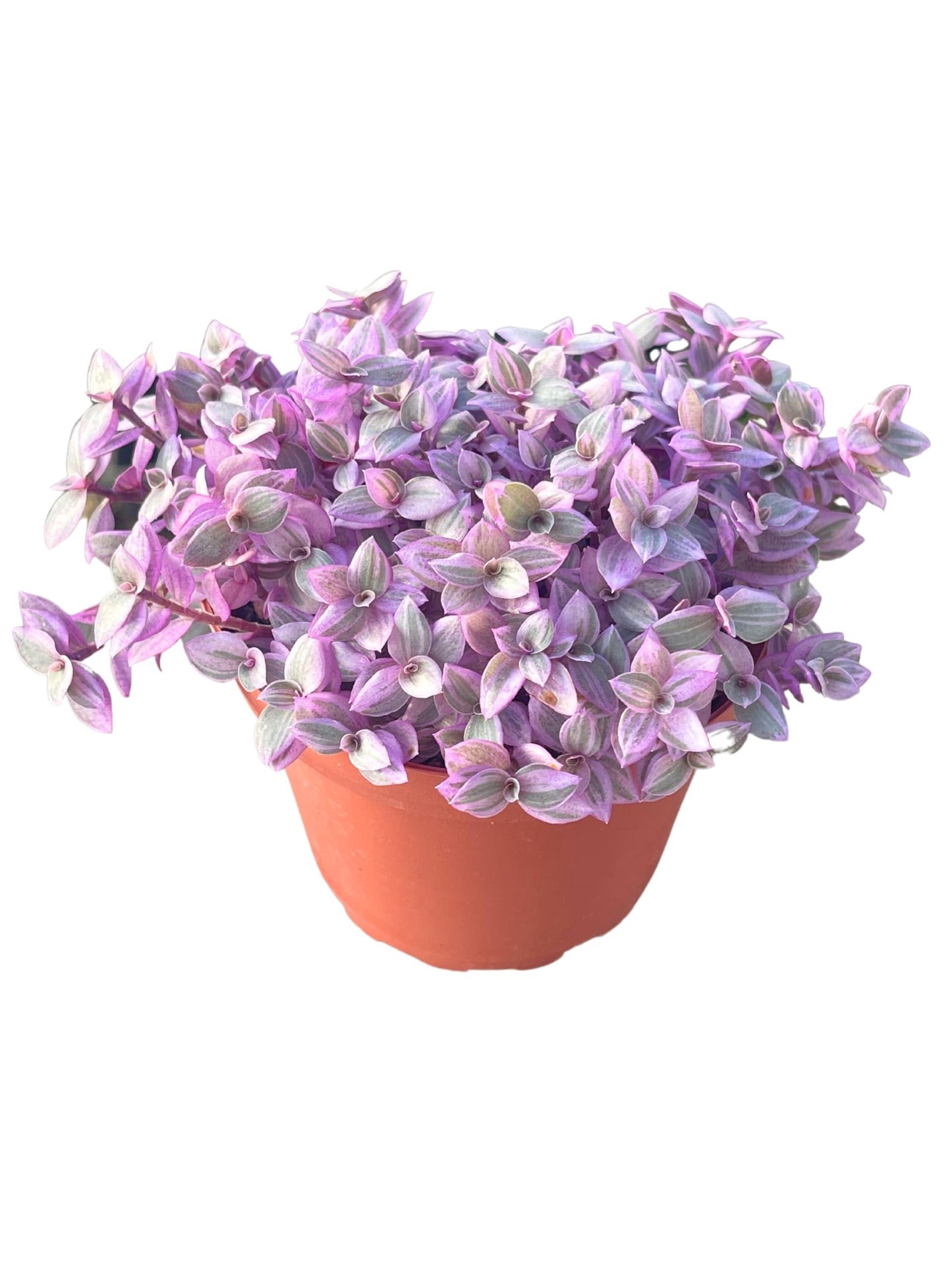 Live Succulent 4" Othonna Capensis Ruby Necklace, Succulents Plants Live, Succulent Plants Fully Rooted