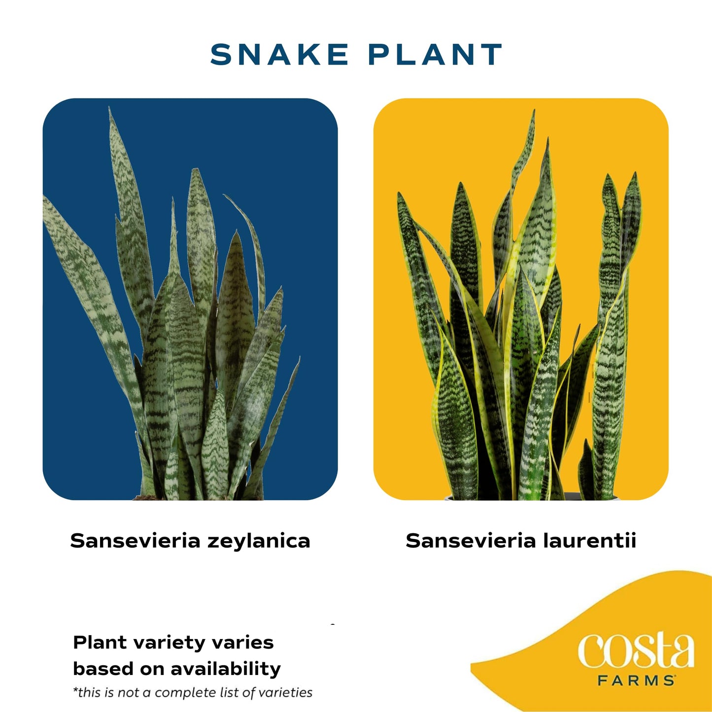 Costa Farms Premium Live Indoor Snake Sansevieria Floor Plant Shipped in Décor Planter, 2-Feet Tall, Grower's Choice, Green, Yellow
