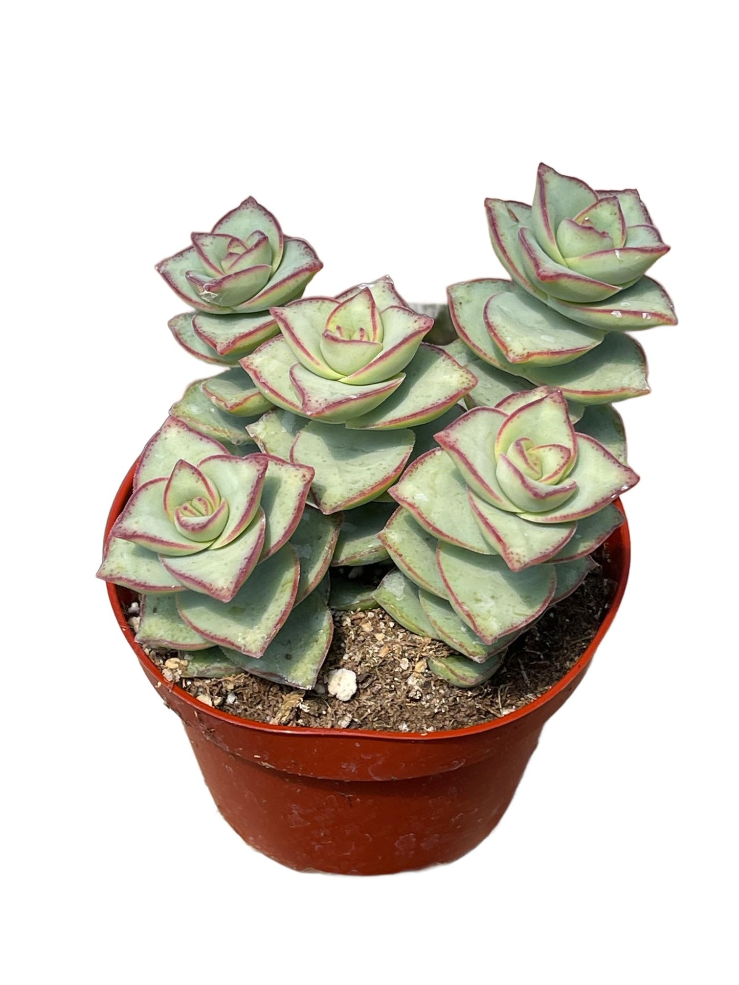 Live Succulent 4" Othonna Capensis Ruby Necklace, Succulents Plants Live, Succulent Plants Fully Rooted