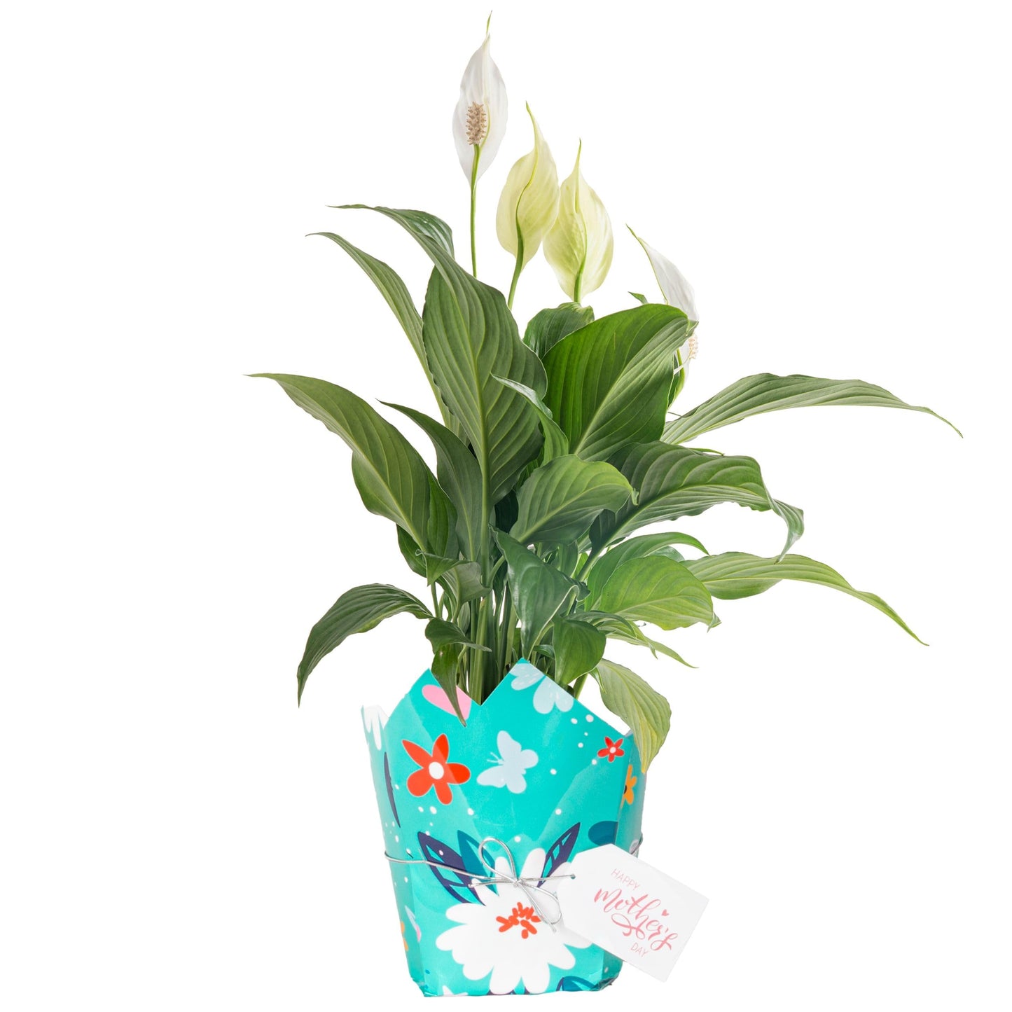 Costa Farms Premium Live Indoor Peace Lily Spathiphyllum, Marble Ceramic Decorator Pot 15-Inches Tall, Shipped Fresh from Our Farm