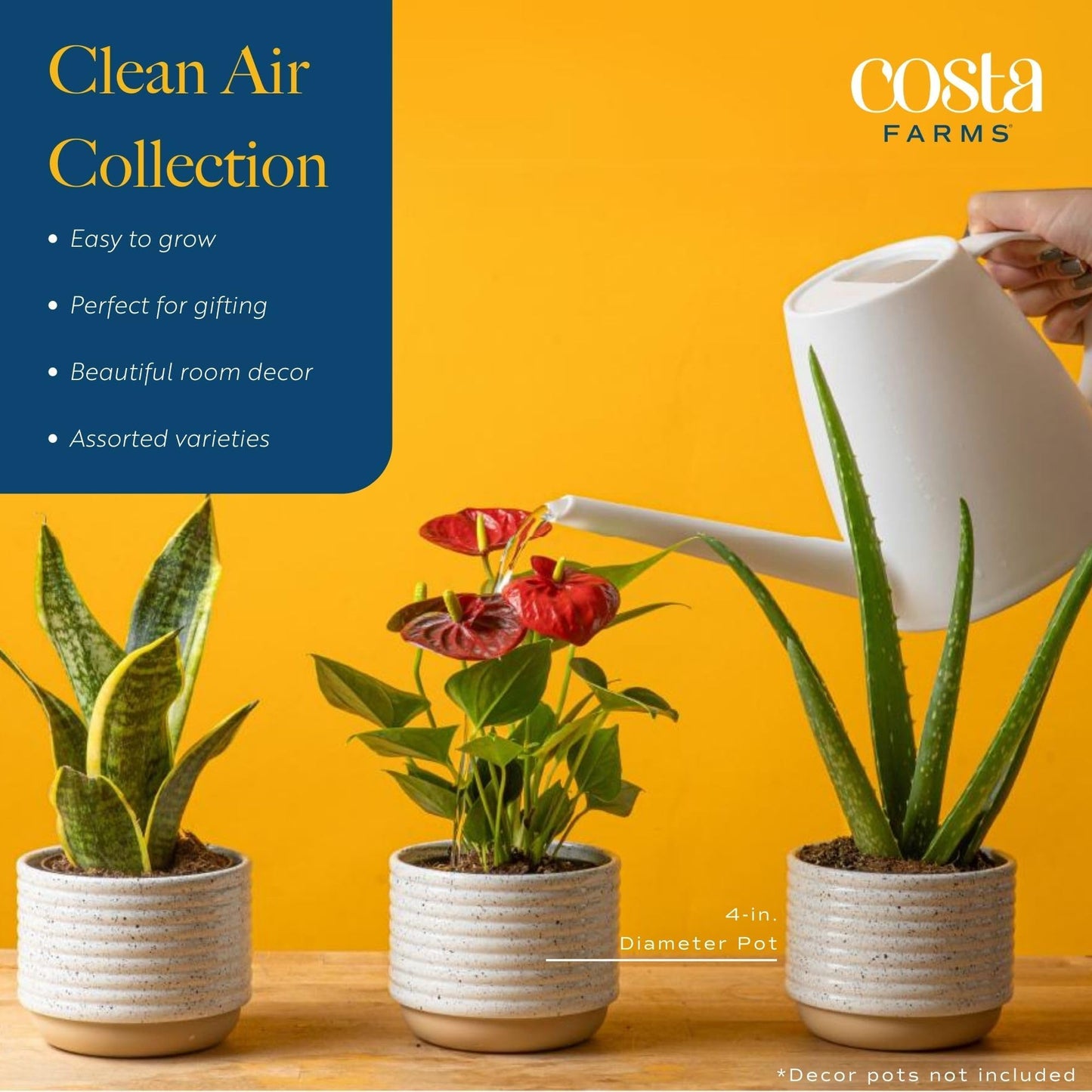 Costa Farms Live Plants (3 Pack), Easy to Grow Real Indoor Houseplants, Air Purifying Plants