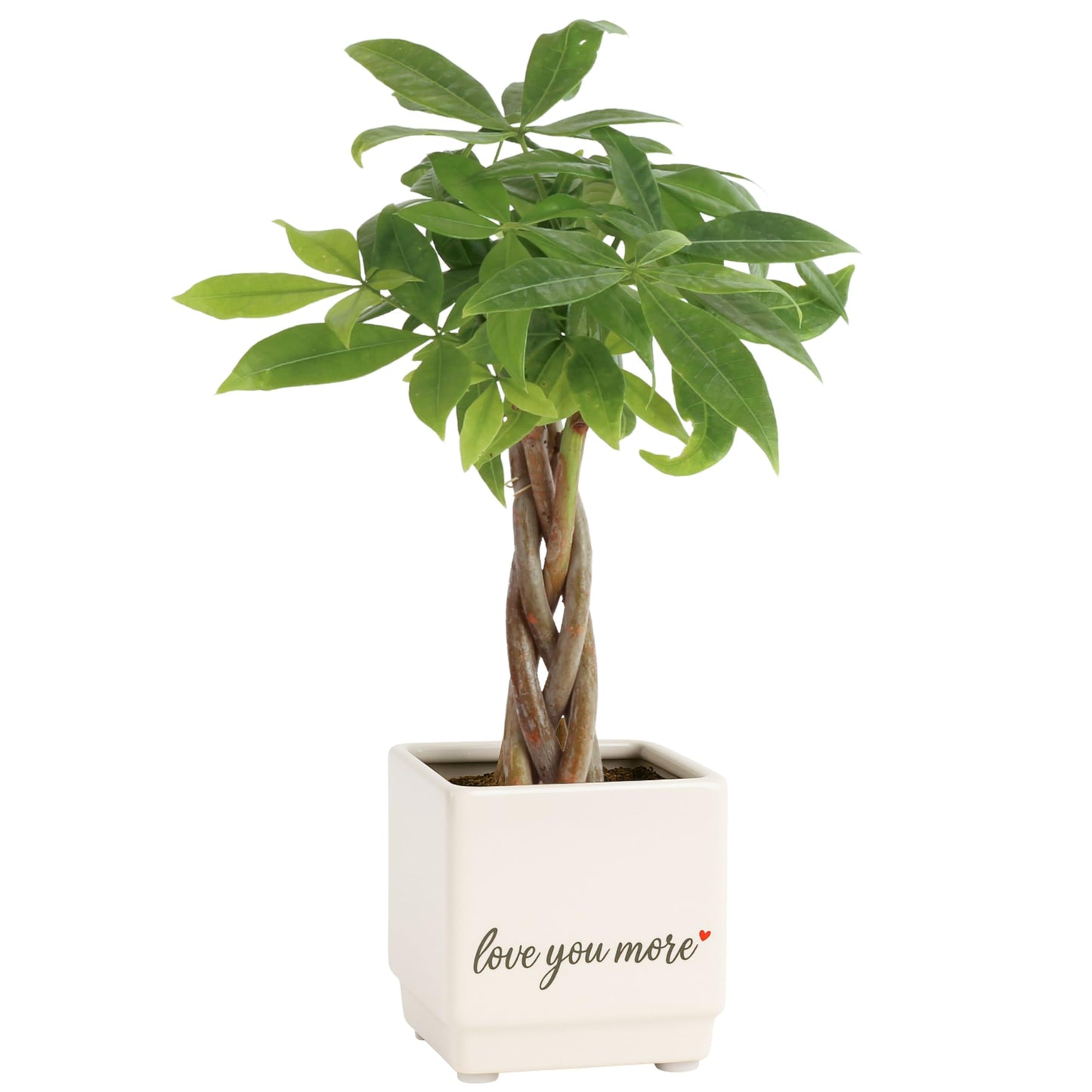 Costa Farms Money Tree Live Plant, Easy to Grow Houseplant Potted in Indoor Garden Pot, Pachira Bonsai in Potting Soil, Gift for Birthday, Housewarming, Thank You, Office and Home Decor, 3-4 Feet Tall