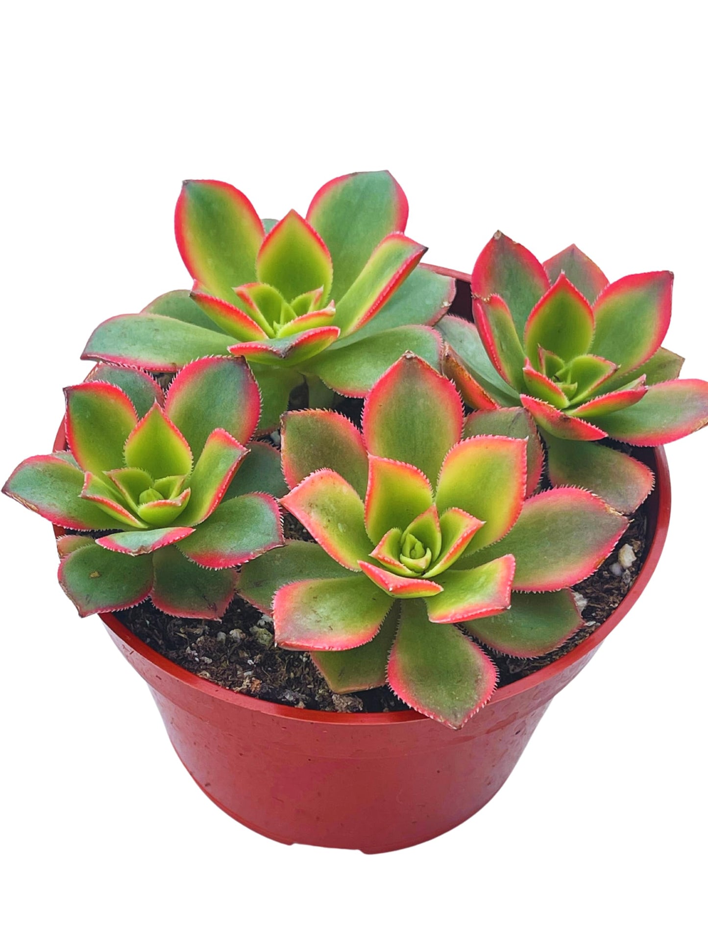Live Succulent 4" Othonna Capensis Ruby Necklace, Succulents Plants Live, Succulent Plants Fully Rooted