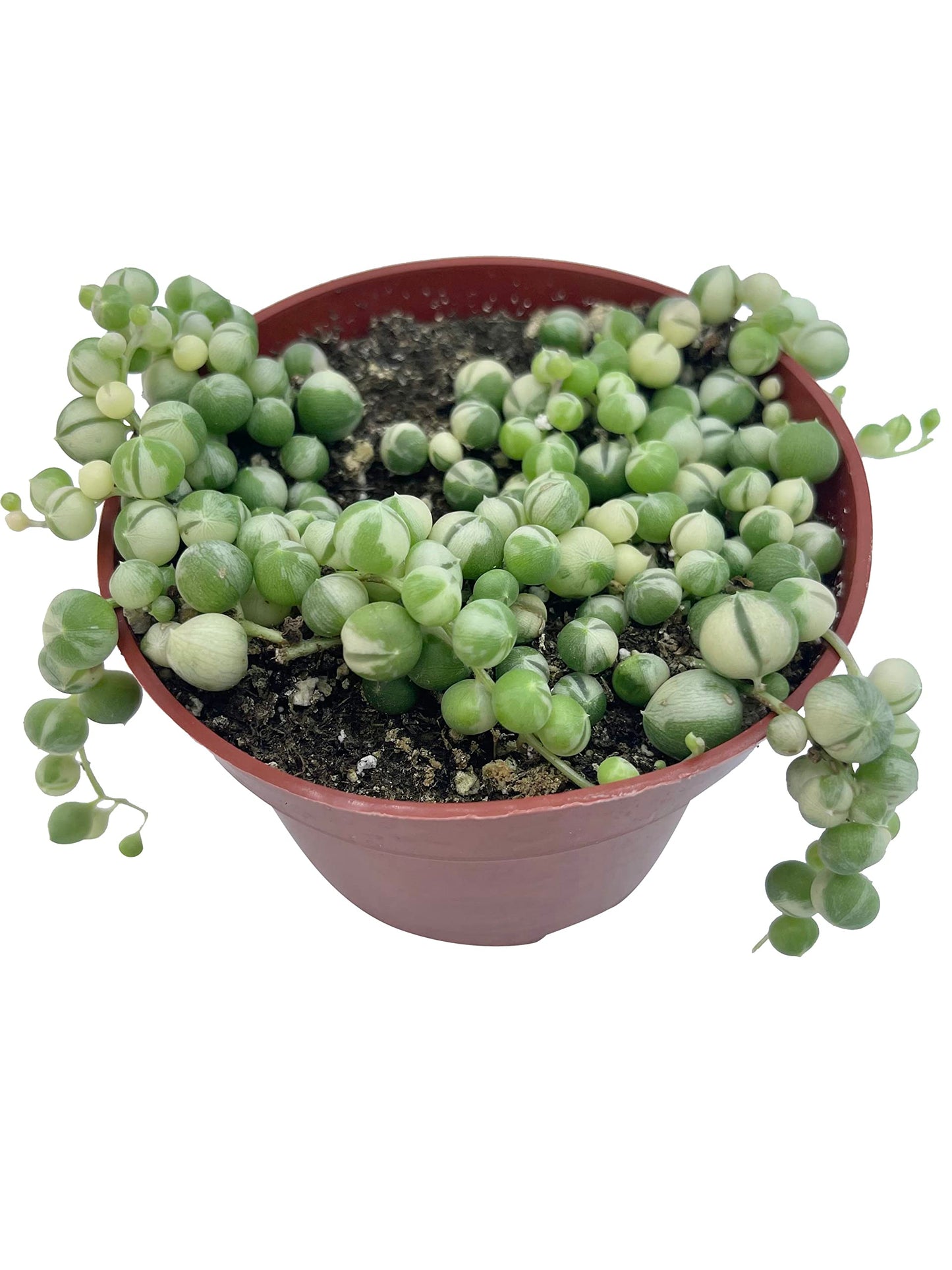 Live Succulent 4" Othonna Capensis Ruby Necklace, Succulents Plants Live, Succulent Plants Fully Rooted