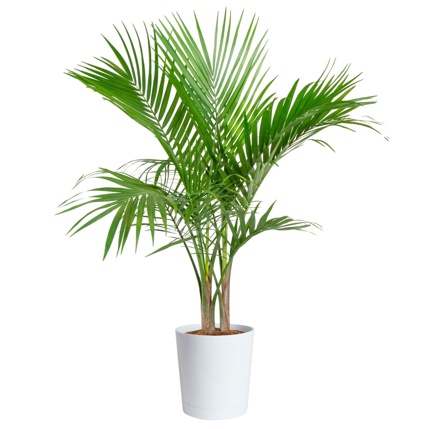 Costa Farms Cat Palm, Live Indoor Houseplant in Garden Plant Pot, Floor House Plant Potted in Potting Soil, Housewarming Gift for New Home, Living Room, Office, Patio Palm Tree Decor, 3-4 Feet Tall