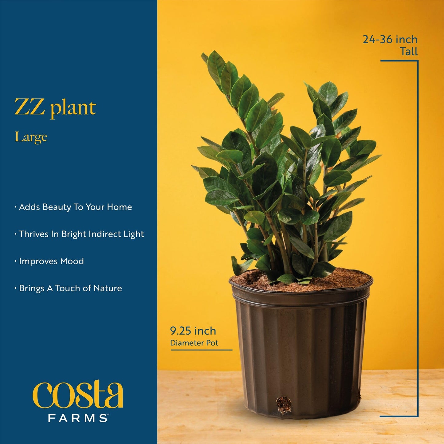 Costa Farms ZZ Plant, Live Indoor Houseplant in Modern Decor Planter, Natural Air Purifier in Potting Soil, Gift for Plant Lovers, Birthday Gift, Tabletop Living Room Decor, Desk Decor, 22-Inches Tall