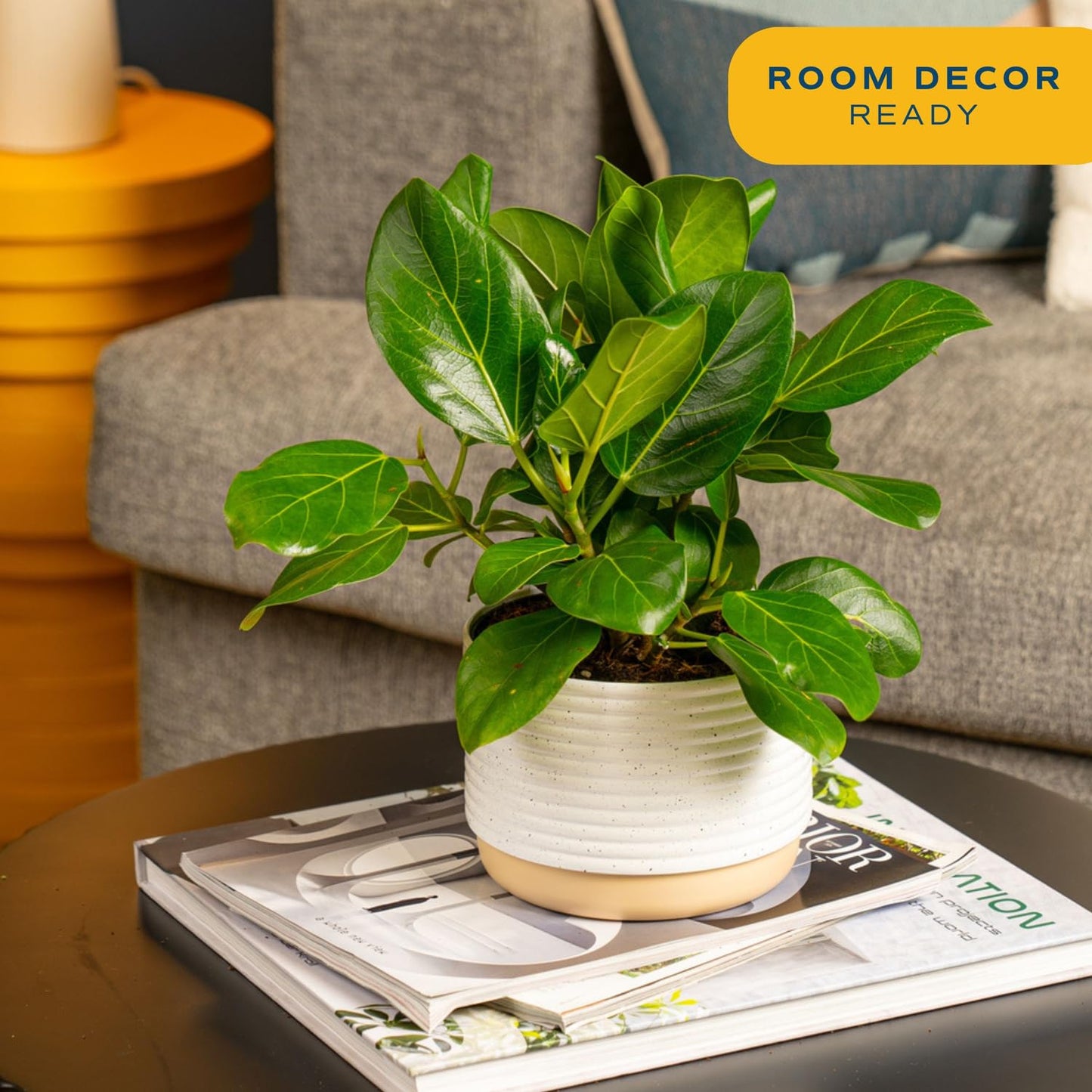 Costa Farms Little Fiddle Leaf Fig, Live Indoor Ficus Lyrata Plant in Indoors Garden Plant Pot, Houseplant in Potting Soil, Housewarming, Birthday Gift, Office, Home, and Room Decor, 1 Foot Tall