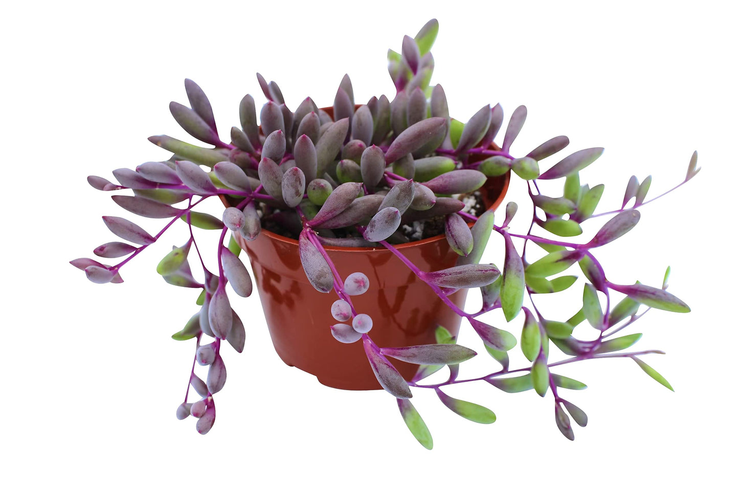 Live Succulent 4" Othonna Capensis Ruby Necklace, Succulents Plants Live, Succulent Plants Fully Rooted