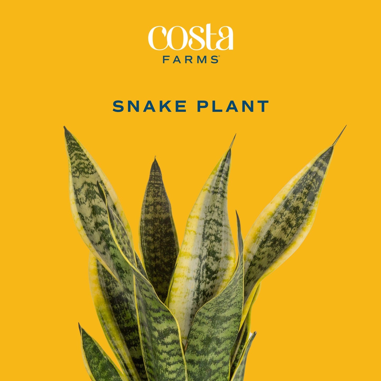 Costa Farms Premium Live Indoor Snake Sansevieria Floor Plant Shipped in Décor Planter, 2-Feet Tall, Grower's Choice, Green, Yellow