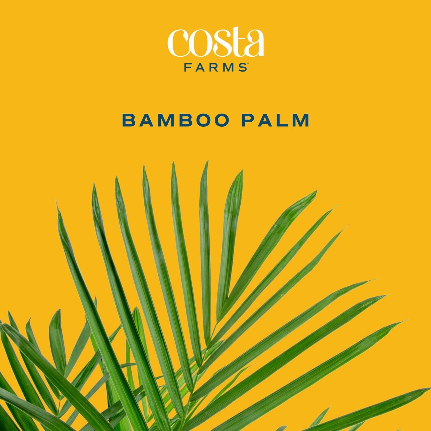 Costa Farms Cat Palm, Live Indoor Houseplant in Garden Plant Pot, Floor House Plant Potted in Potting Soil, Housewarming Gift for New Home, Living Room, Office, Patio Palm Tree Decor, 3-4 Feet Tall