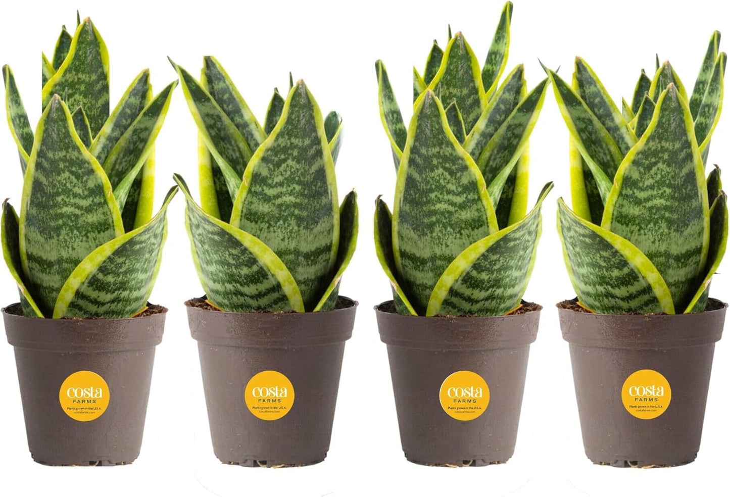 Costa Farms Premium Live Indoor Snake Sansevieria Floor Plant Shipped in Décor Planter, 2-Feet Tall, Grower's Choice, Green, Yellow