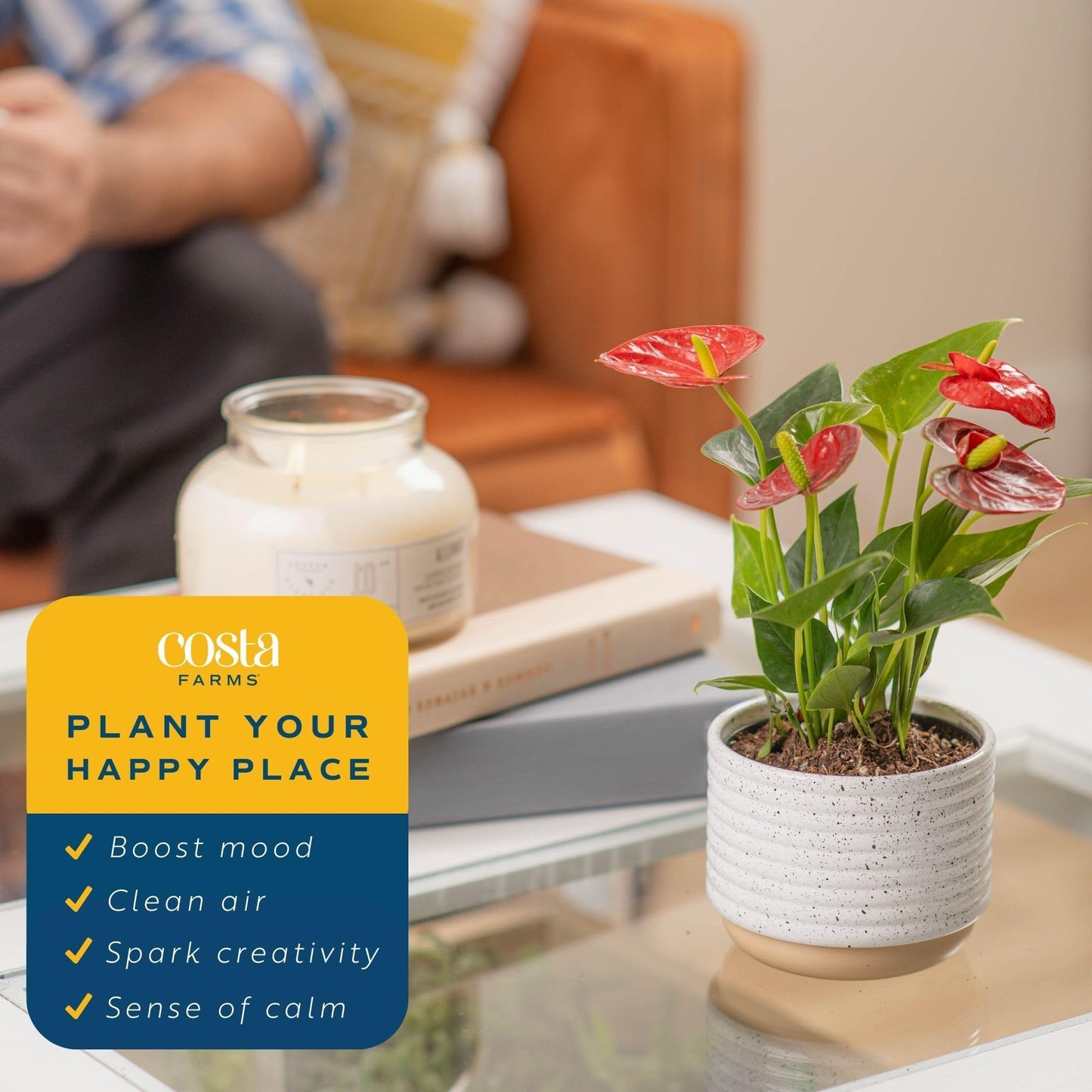 Costa Farms Anthurium Plant, Live Indoor Houseplant with Red Flowers, Easy Grow Flowering House Plant in Cute Décor Pot, Birthday, Housewarming, Get Well Soon, Home, Room, Office Décor, 12-Inches Tall
