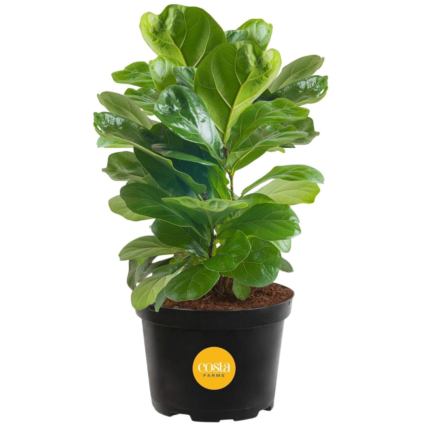 Costa Farms Little Fiddle Leaf Fig, Live Indoor Ficus Lyrata Plant in Indoors Garden Plant Pot, Houseplant in Potting Soil, Housewarming, Birthday Gift, Office, Home, and Room Decor, 1 Foot Tall