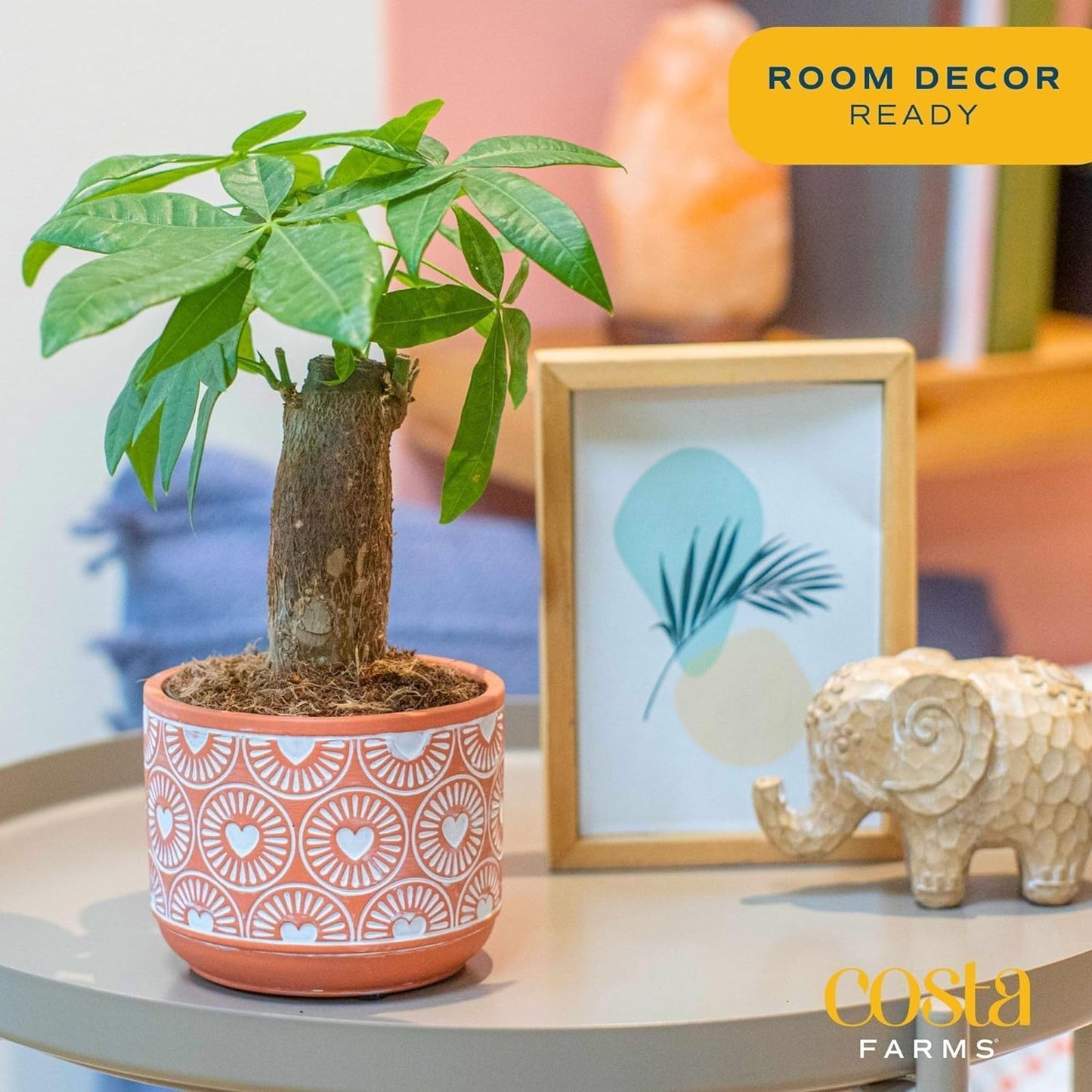 Costa Farms Money Tree Live Plant, Easy to Grow Houseplant Potted in Indoor Garden Pot, Pachira Bonsai in Potting Soil, Gift for Birthday, Housewarming, Thank You, Office and Home Decor, 3-4 Feet Tall