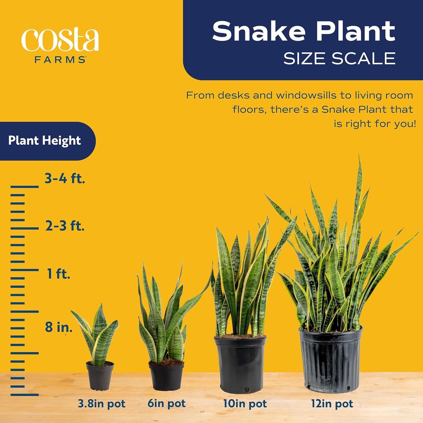 Costa Farms Premium Live Indoor Snake Sansevieria Floor Plant Shipped in Décor Planter, 2-Feet Tall, Grower's Choice, Green, Yellow