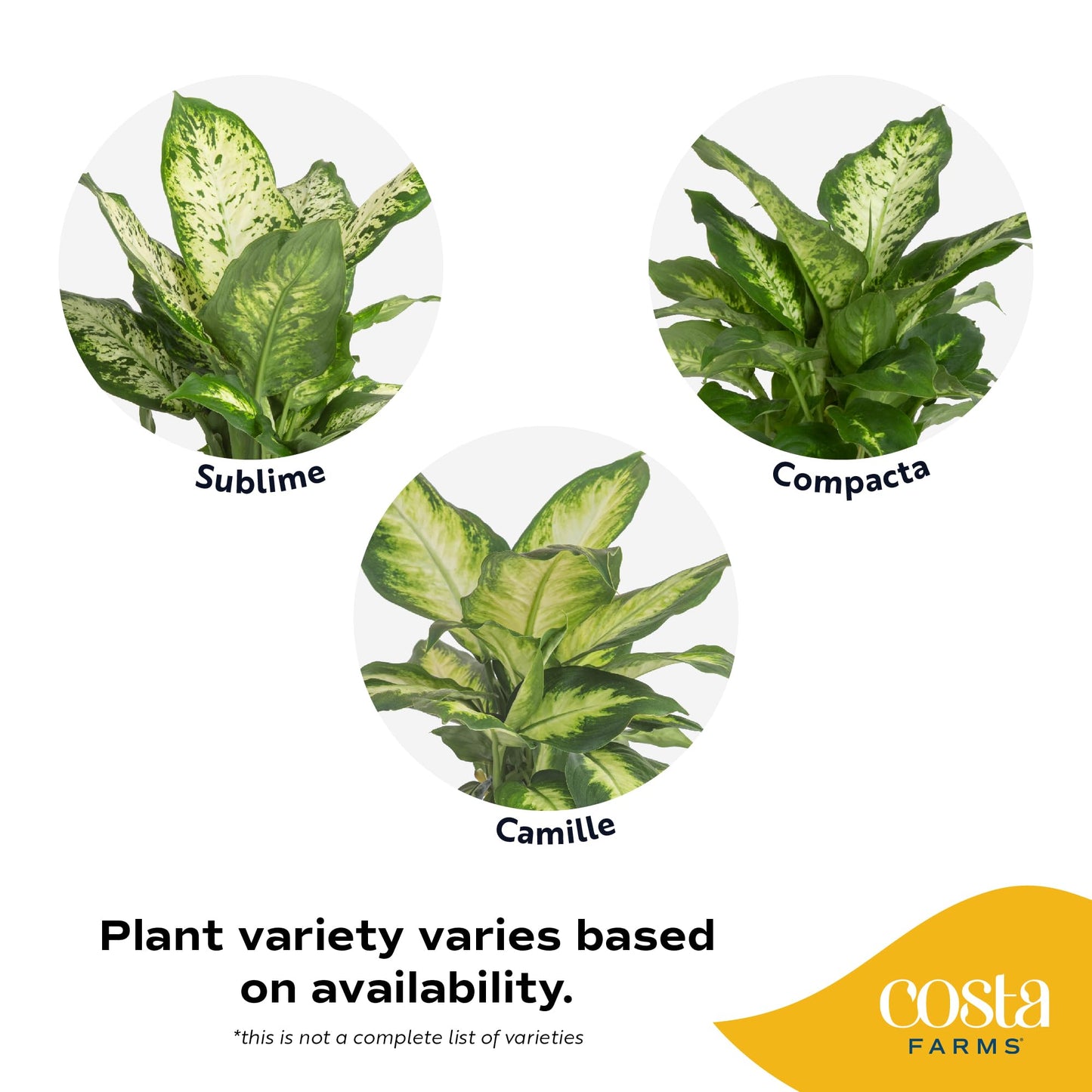 Costa Farms Dieffenbachia Live Plant Indoor, Easy Grow Light and Watering Houseplant, Potted in Indoors Garden Decor Plant Pot, Soil, Grower's Choice, Home and Office Plants Decor, 1 Foot Tall