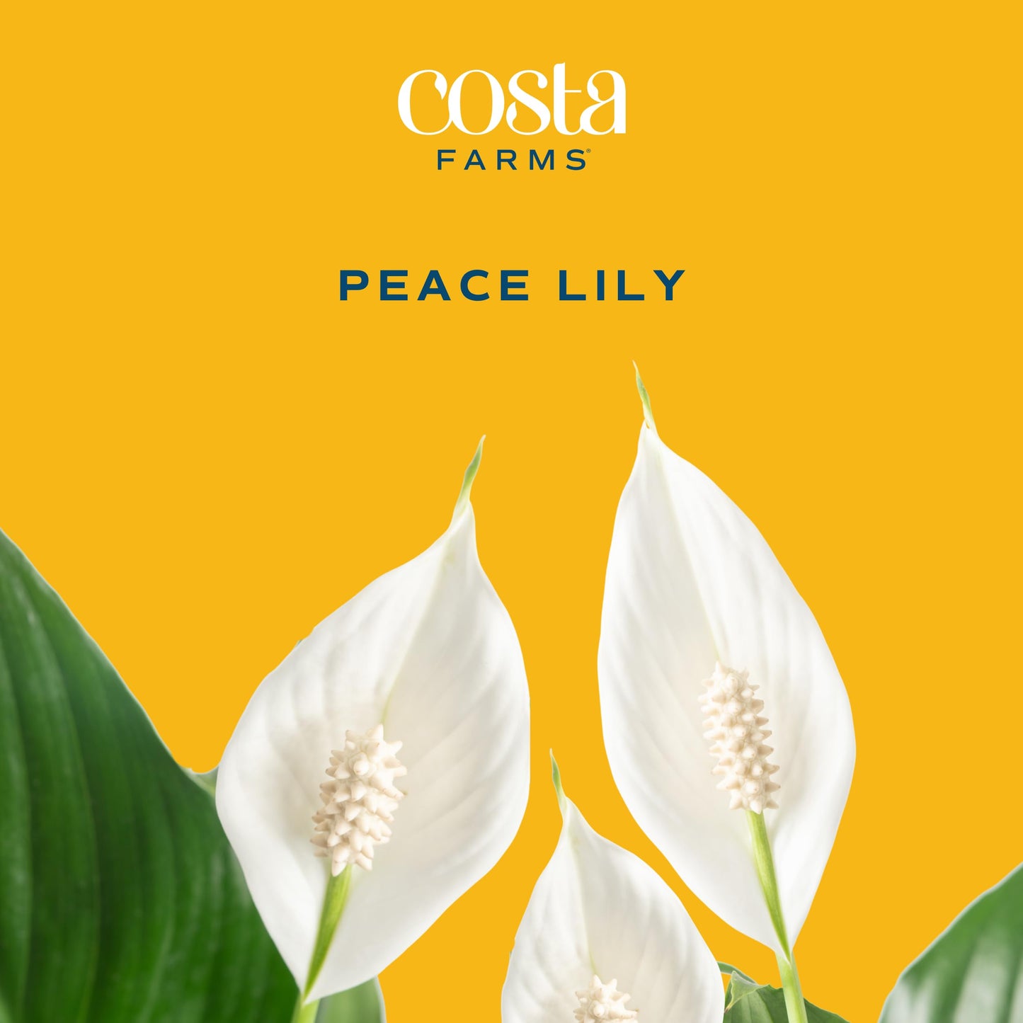 Costa Farms Premium Live Indoor Peace Lily Spathiphyllum, Marble Ceramic Decorator Pot 15-Inches Tall, Shipped Fresh from Our Farm