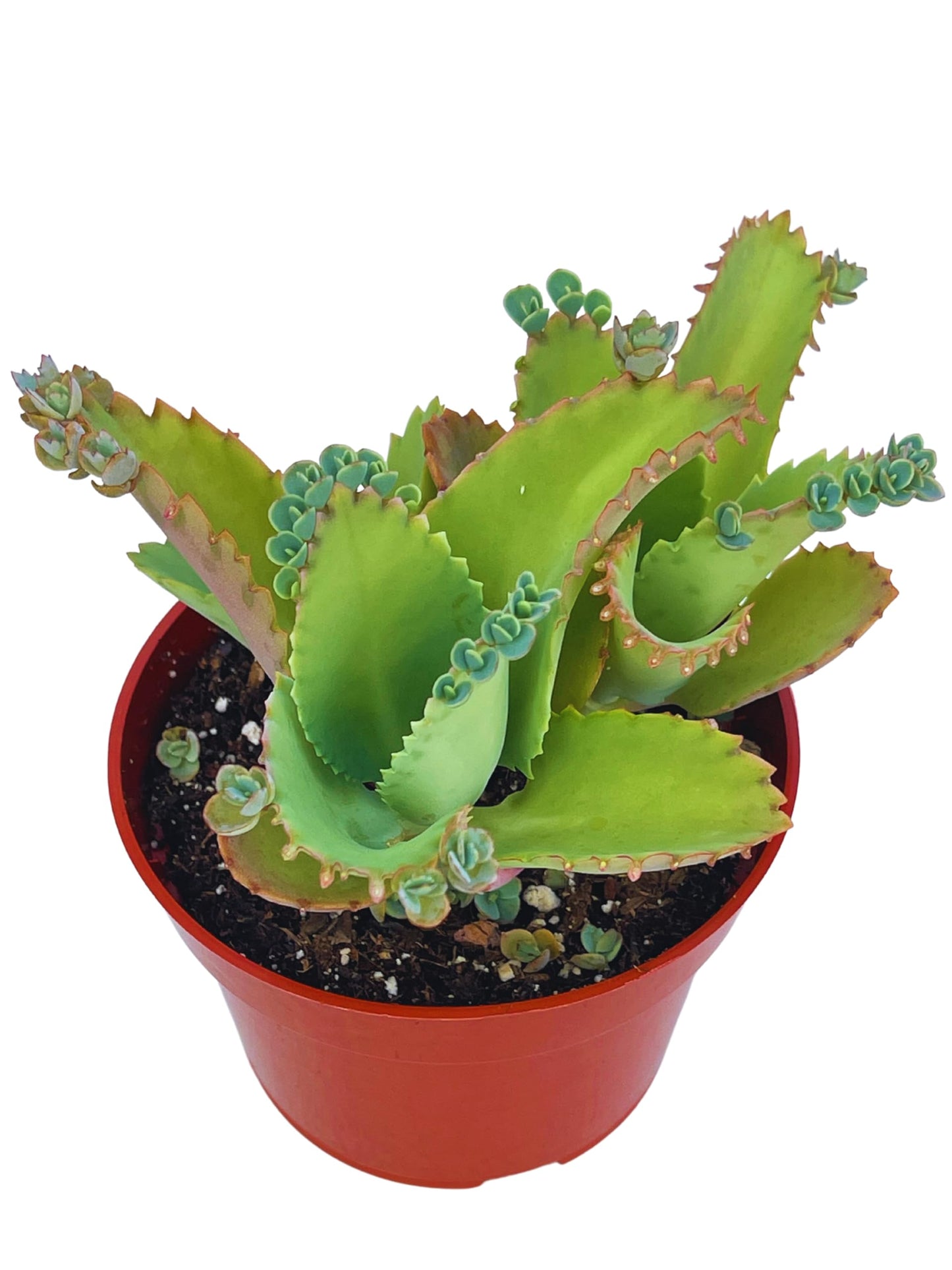 Live Succulent 4" Othonna Capensis Ruby Necklace, Succulents Plants Live, Succulent Plants Fully Rooted