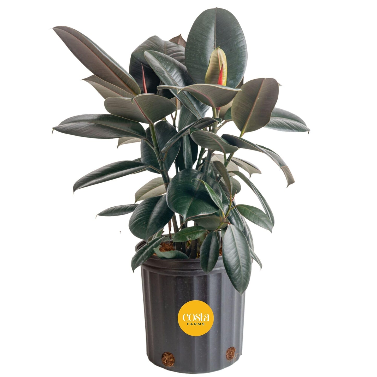 Costa Farms Little Fiddle Leaf Fig, Live Indoor Ficus Lyrata Plant in Indoors Garden Plant Pot, Houseplant in Potting Soil, Housewarming, Birthday Gift, Office, Home, and Room Decor, 1 Foot Tall