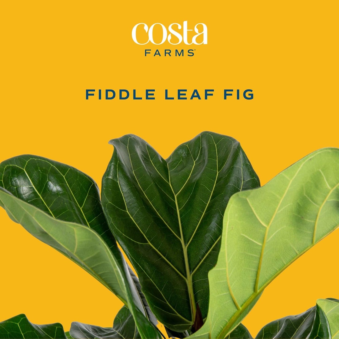Costa Farms Fiddle Leaf Fig Tree, Ficus Lyrata Live Indoor Plant Potted in Indoor Garden Plant Pot, Potting Soil, Floor Houseplant 3-4 Feet Tall