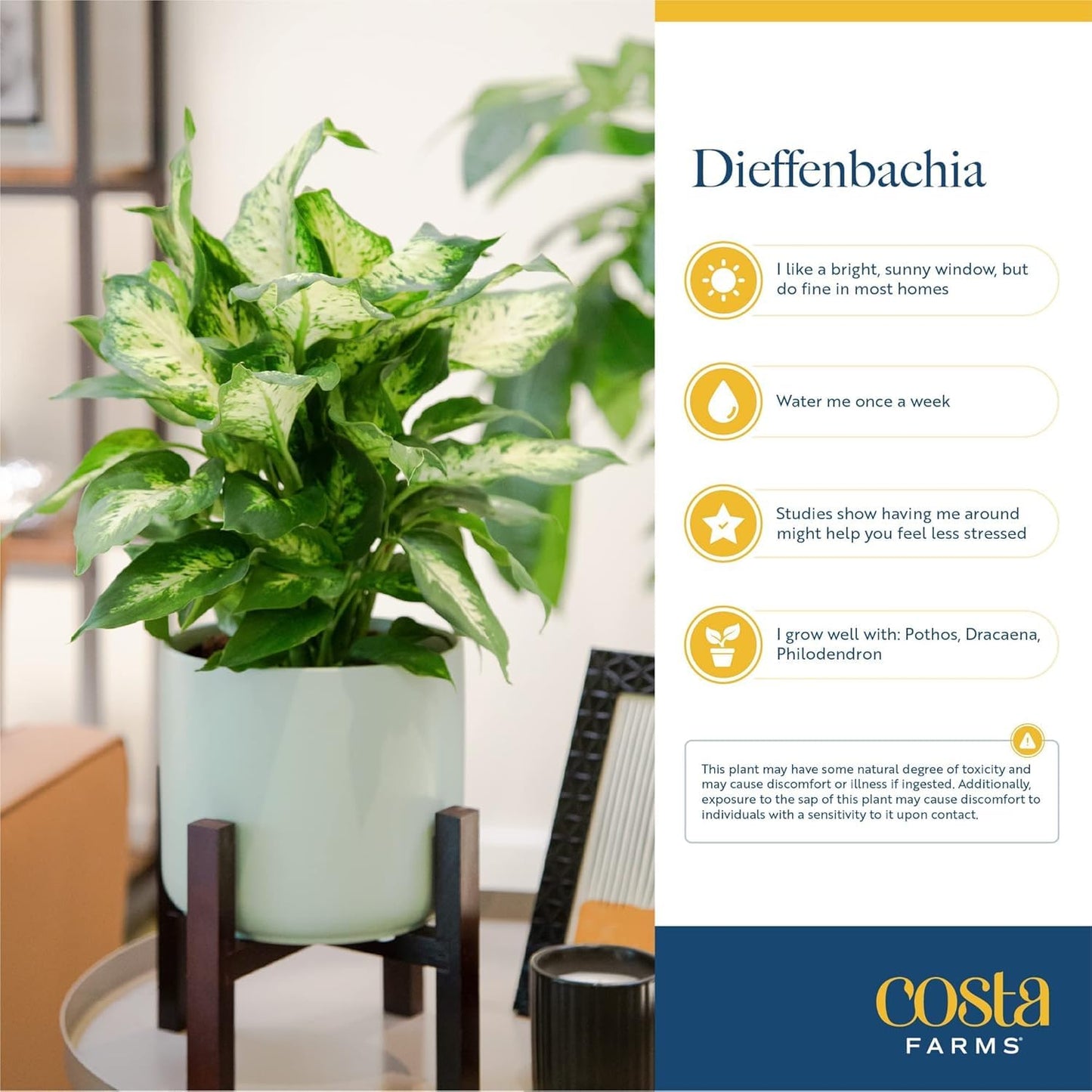 Costa Farms Dieffenbachia Live Plant Indoor, Easy Grow Light and Watering Houseplant, Potted in Indoors Garden Decor Plant Pot, Soil, Grower's Choice, Home and Office Plants Decor, 1 Foot Tall