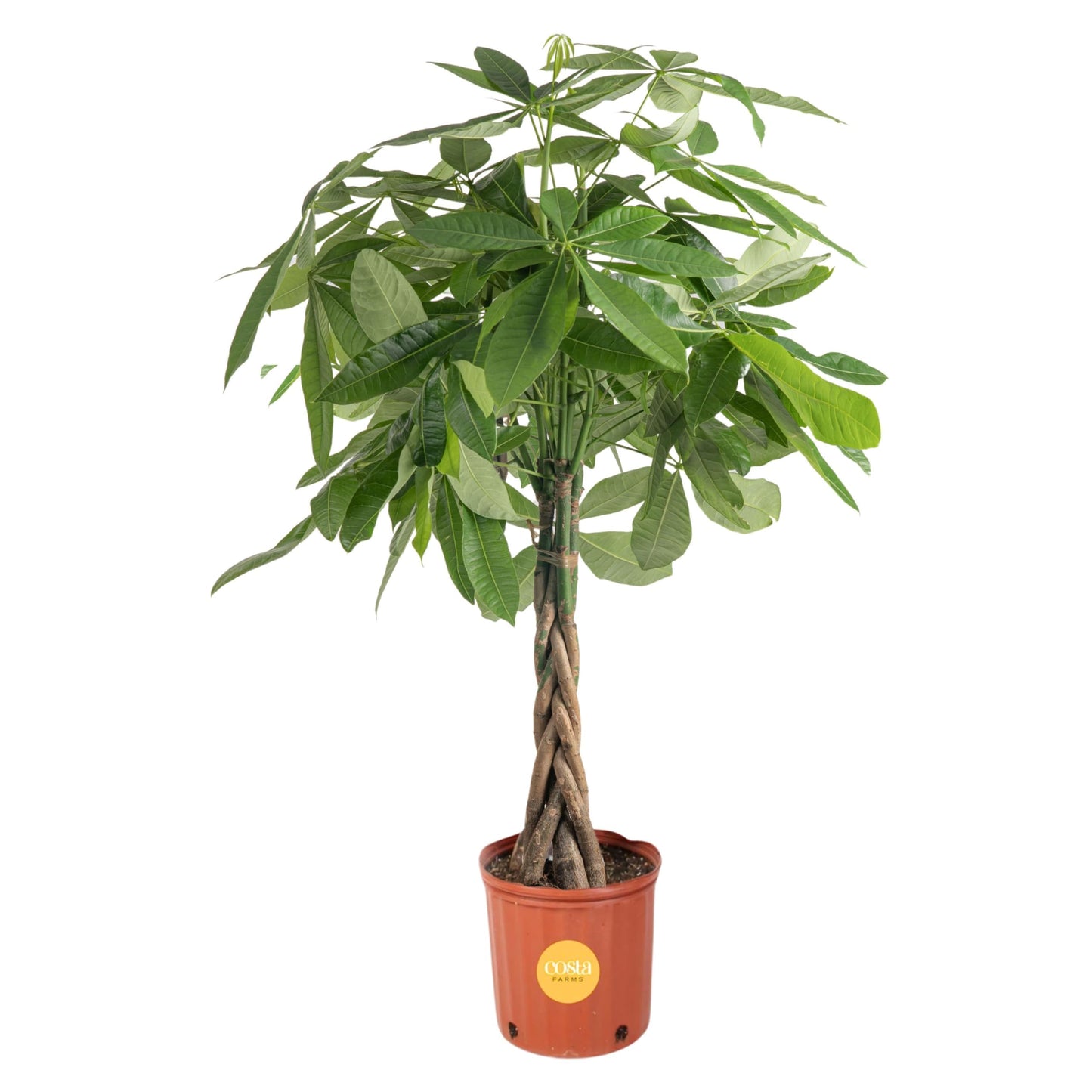 Costa Farms Money Tree Live Plant, Easy to Grow Houseplant Potted in Indoor Garden Pot, Pachira Bonsai in Potting Soil, Gift for Birthday, Housewarming, Thank You, Office and Home Decor, 3-4 Feet Tall