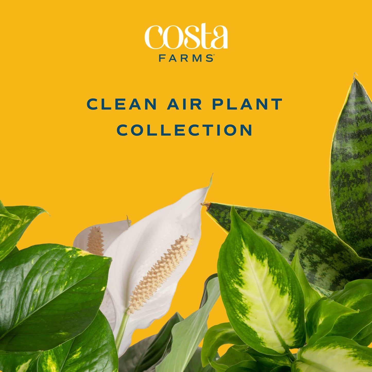 Costa Farms Live Plants (3 Pack), Easy to Grow Real Indoor Houseplants, Air Purifying Plants