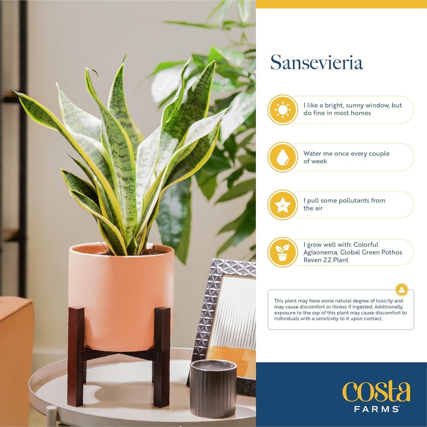 Costa Farms Premium Live Indoor Snake Sansevieria Floor Plant Shipped in Décor Planter, 2-Feet Tall, Grower's Choice, Green, Yellow