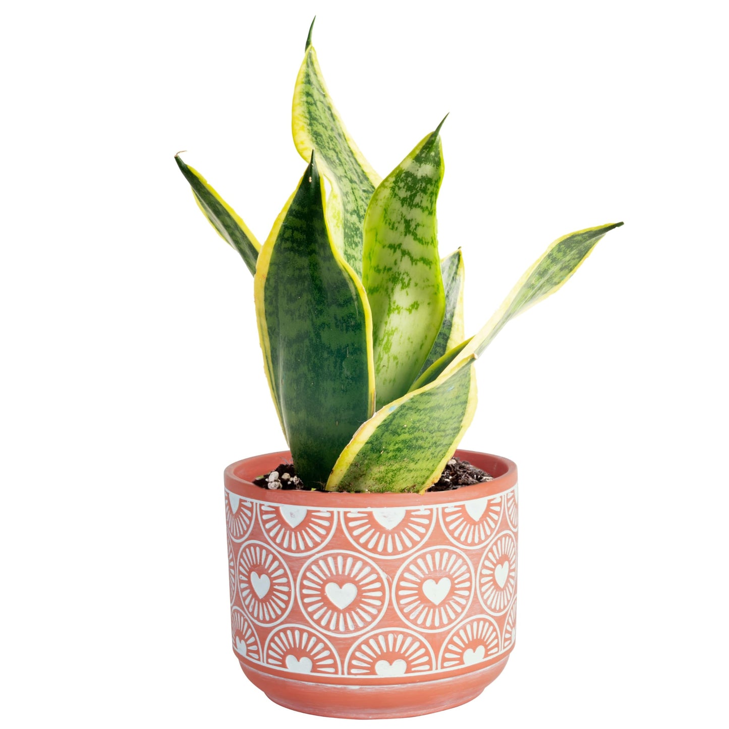 Costa Farms Premium Live Indoor Snake Sansevieria Floor Plant Shipped in Décor Planter, 2-Feet Tall, Grower's Choice, Green, Yellow