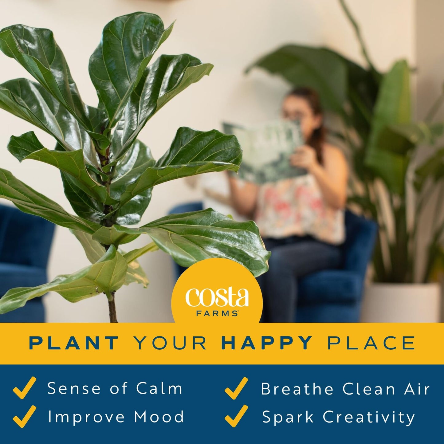 Costa Farms Little Fiddle Leaf Fig, Live Indoor Ficus Lyrata Plant in Indoors Garden Plant Pot, Houseplant in Potting Soil, Housewarming, Birthday Gift, Office, Home, and Room Decor, 1 Foot Tall