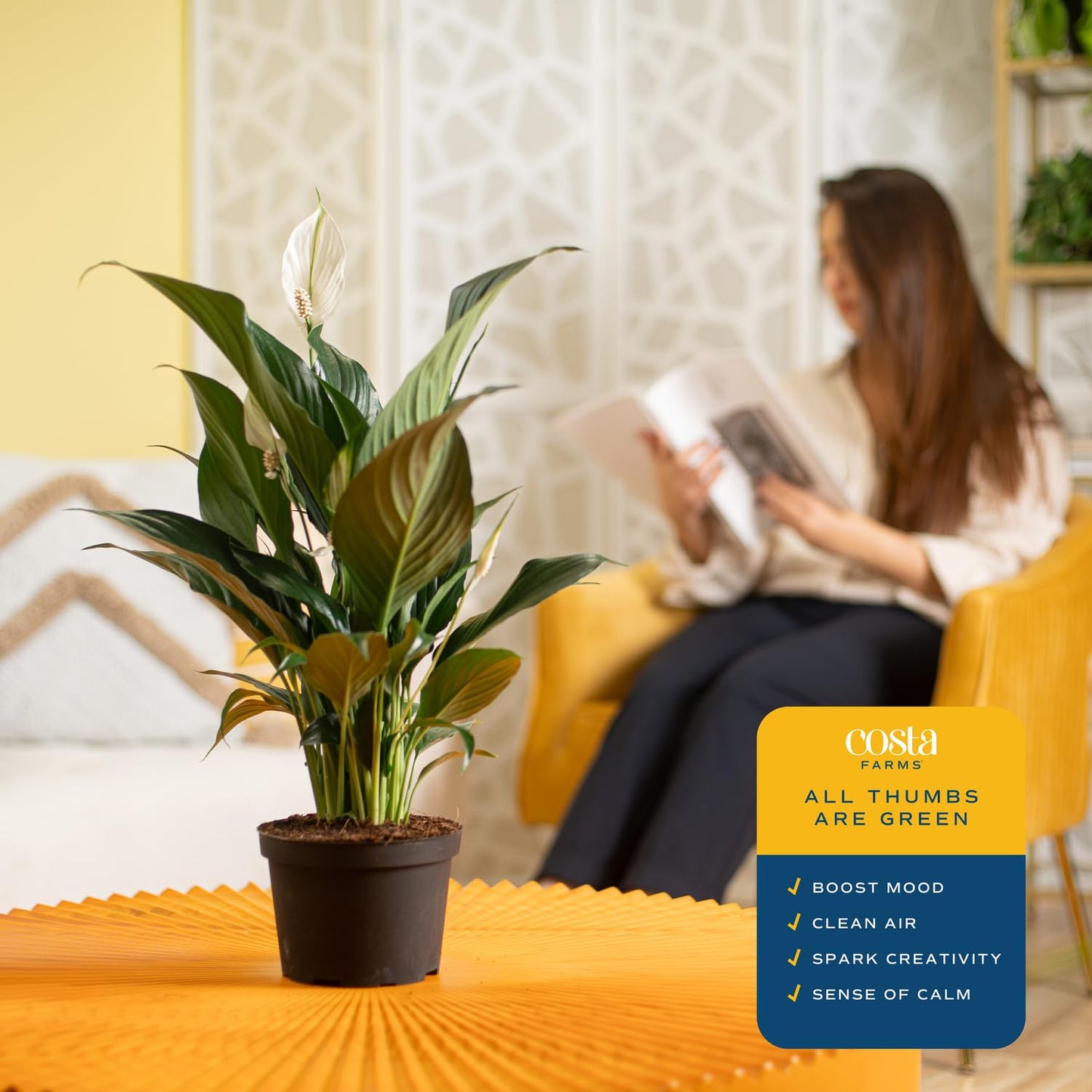 Costa Farms Premium Live Indoor Peace Lily Spathiphyllum, Marble Ceramic Decorator Pot 15-Inches Tall, Shipped Fresh from Our Farm