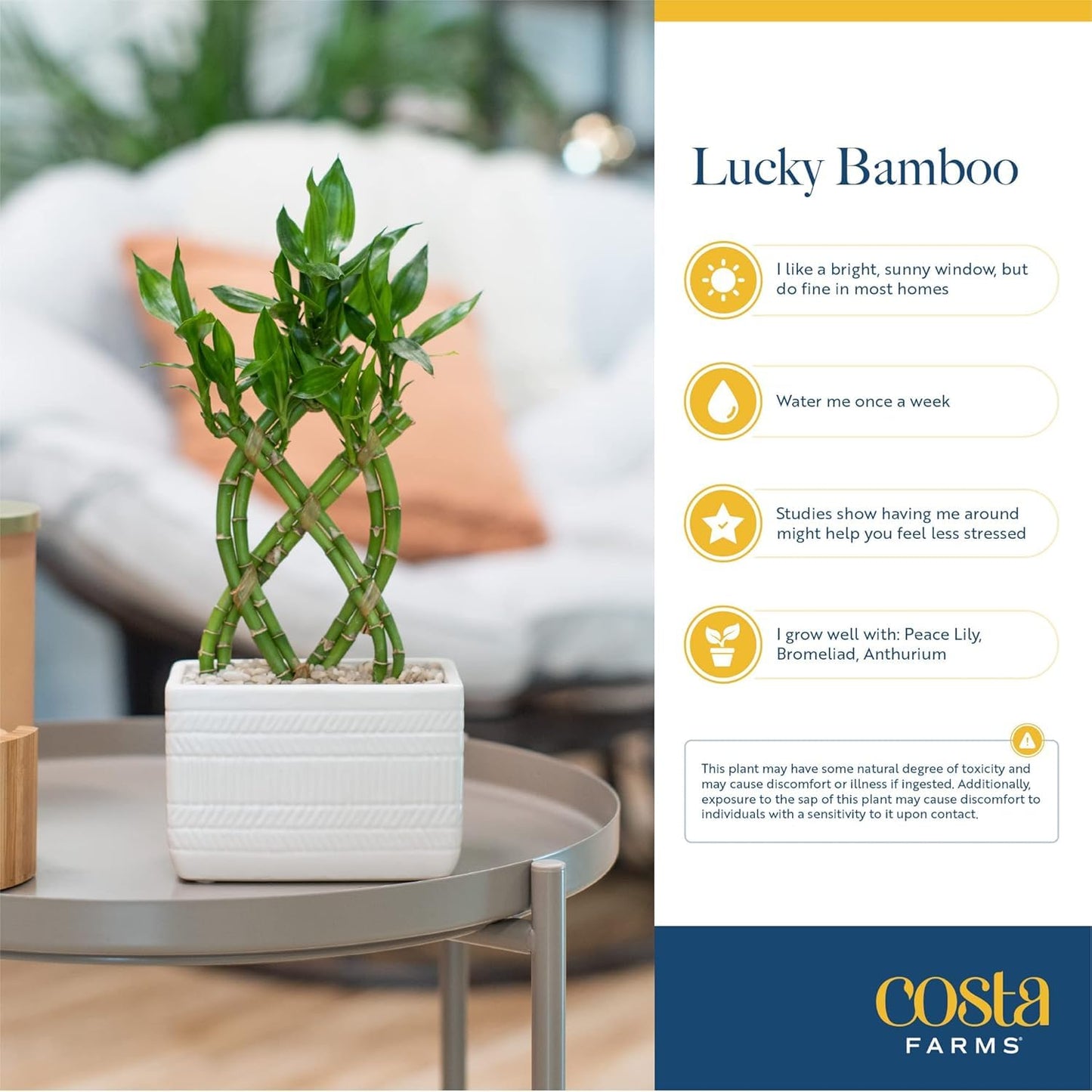 Costa Farms Lucky Bamboo Plant, Easy to Grow Live Houseplant in Indoor Bamboo Pot, Potting Mix, Grower's Choice 12-Inches Tall