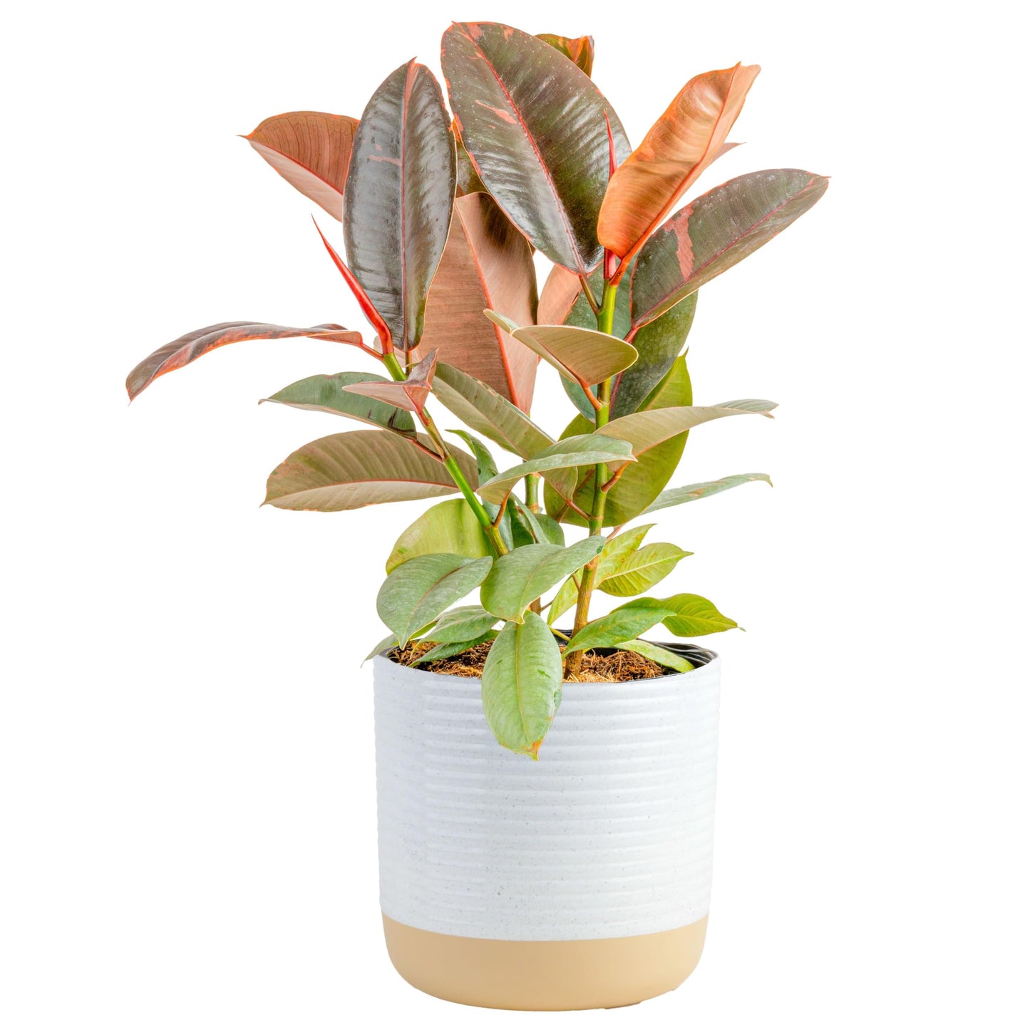 Costa Farms Little Fiddle Leaf Fig, Live Indoor Ficus Lyrata Plant in Indoors Garden Plant Pot, Houseplant in Potting Soil, Housewarming, Birthday Gift, Office, Home, and Room Decor, 1 Foot Tall